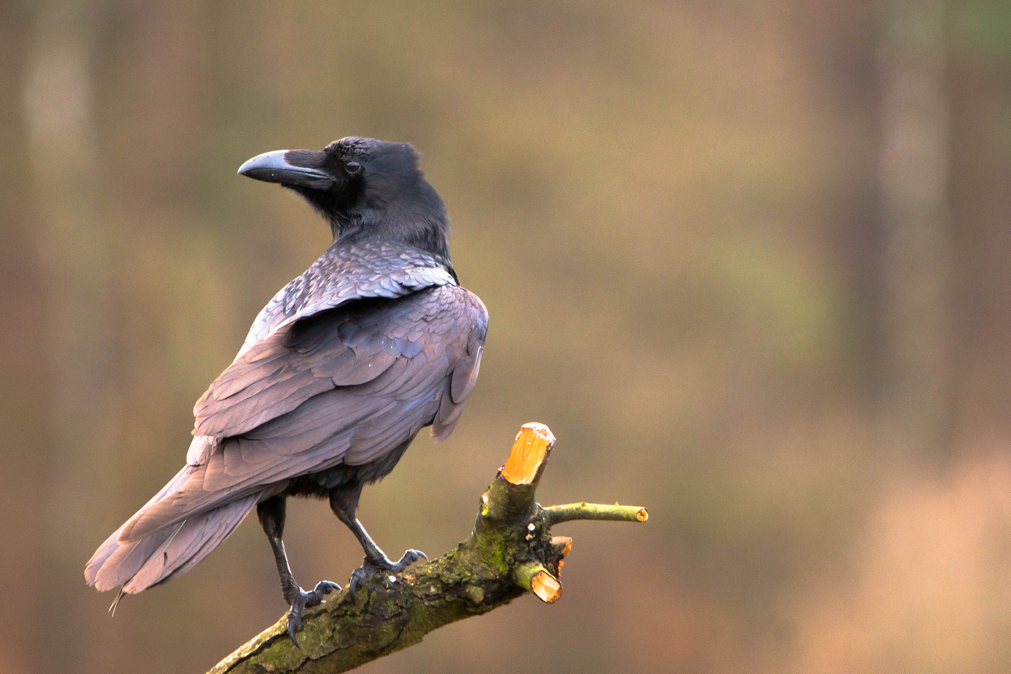 Sigma 150-500mm F5-6.3 DG OS HSM sample photo. Kruk zwyczajny, kruk (corvus corax) photography