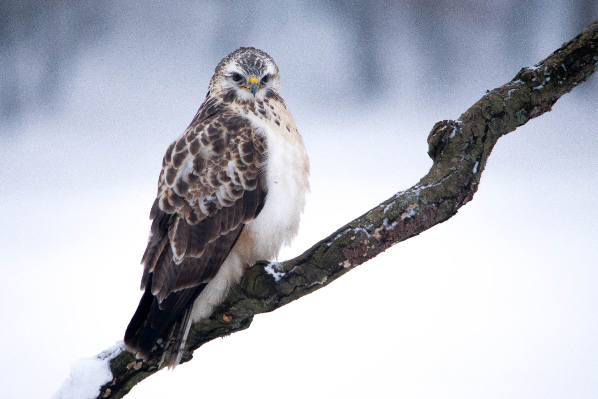 Sigma 150-500mm F5-6.3 DG OS HSM sample photo. Myszołów zwyczajny, myszołów (buteo buteo) photography