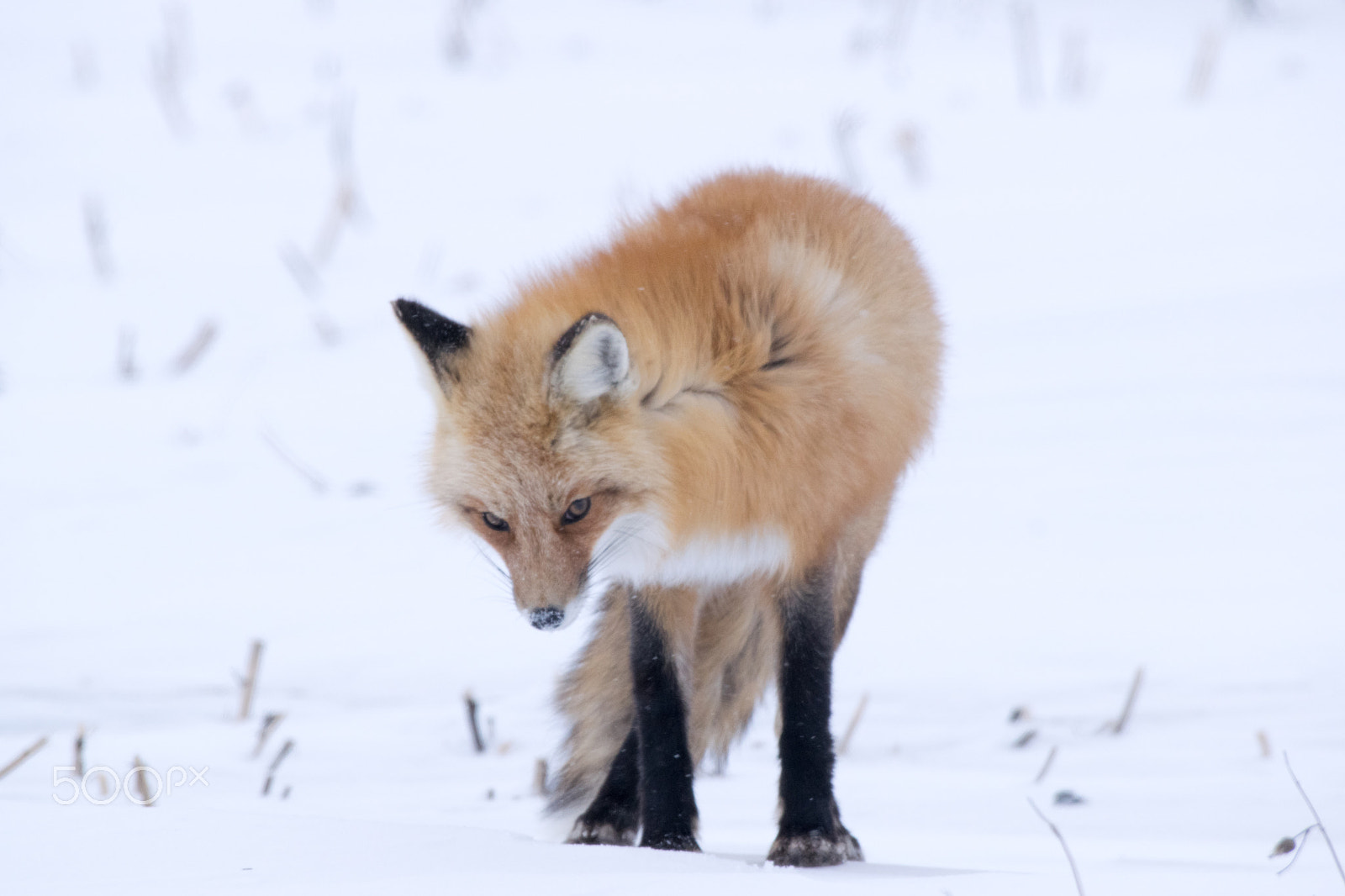 Nikon AF-S Nikkor 200-500mm F5.6E ED VR sample photo. Winter fox photography
