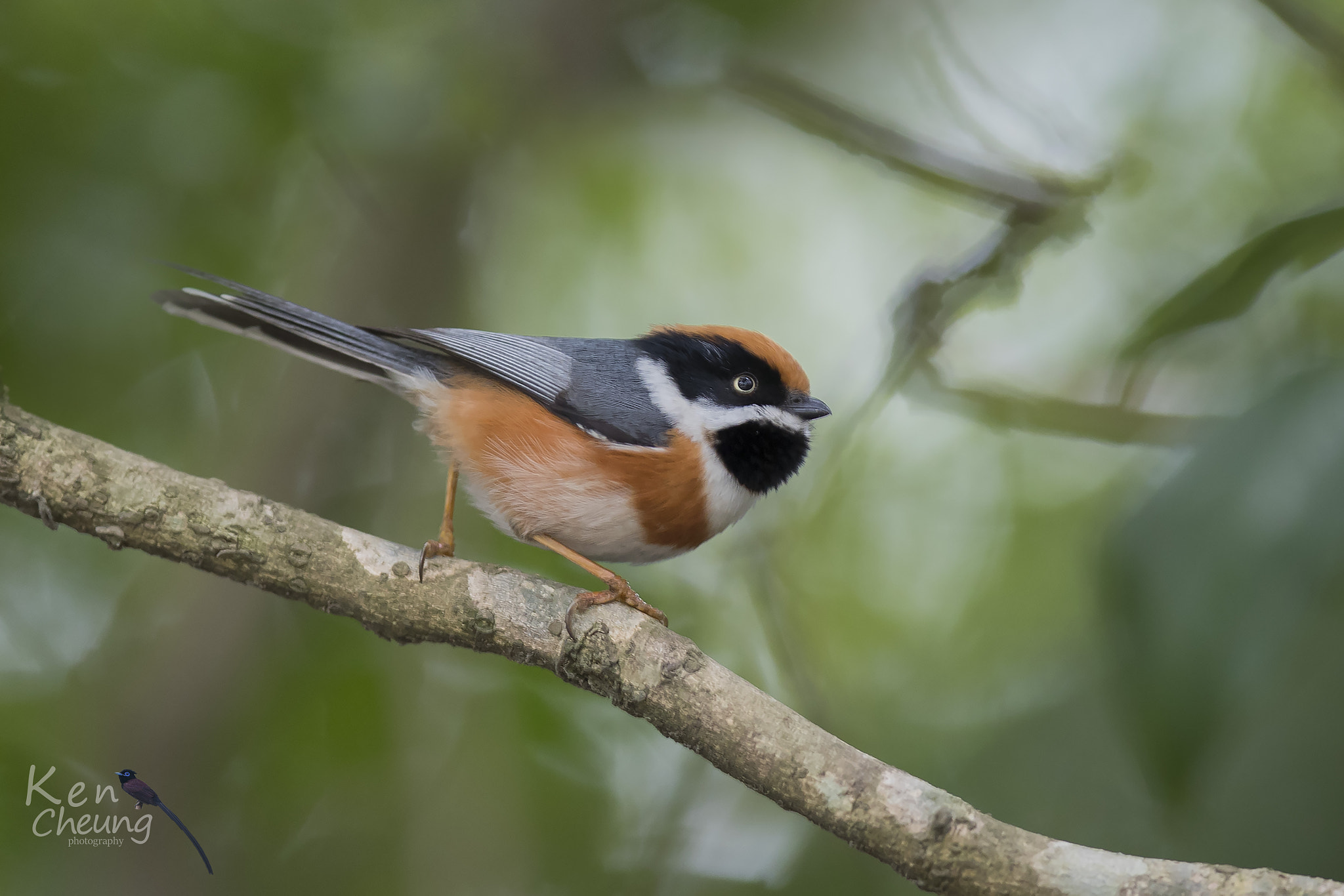 Canon EF 300mm F2.8L IS USM sample photo. Black-throated tit photography