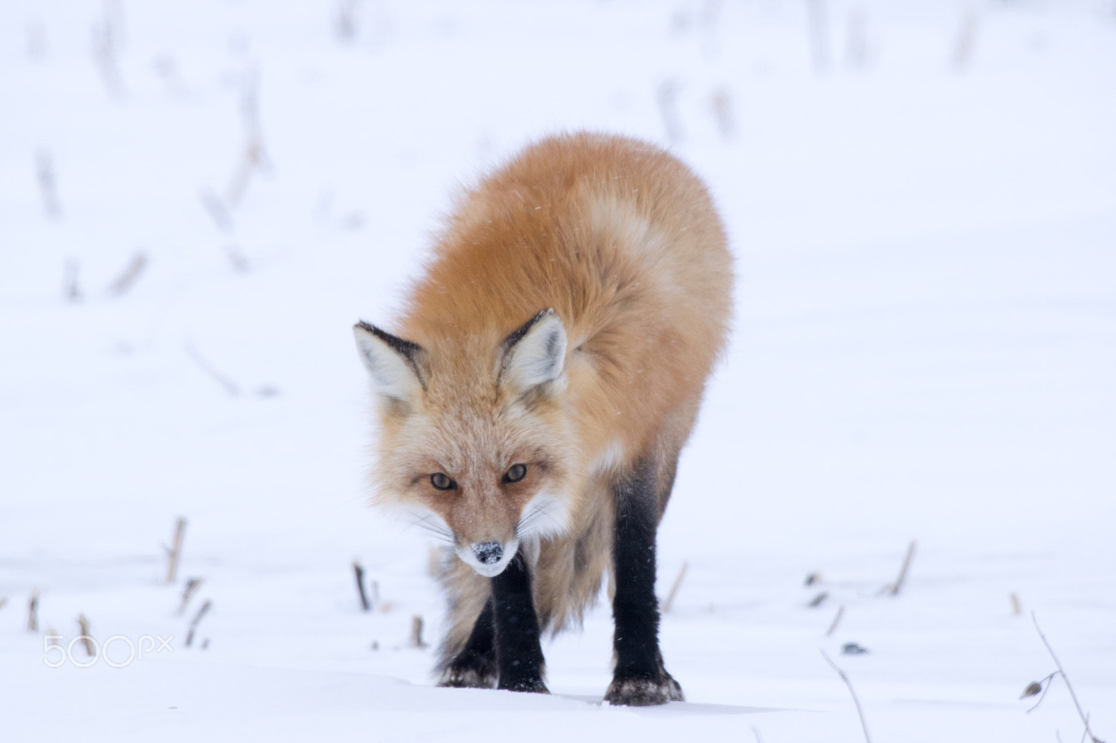Nikon AF-S Nikkor 200-500mm F5.6E ED VR sample photo. Winter fox photography