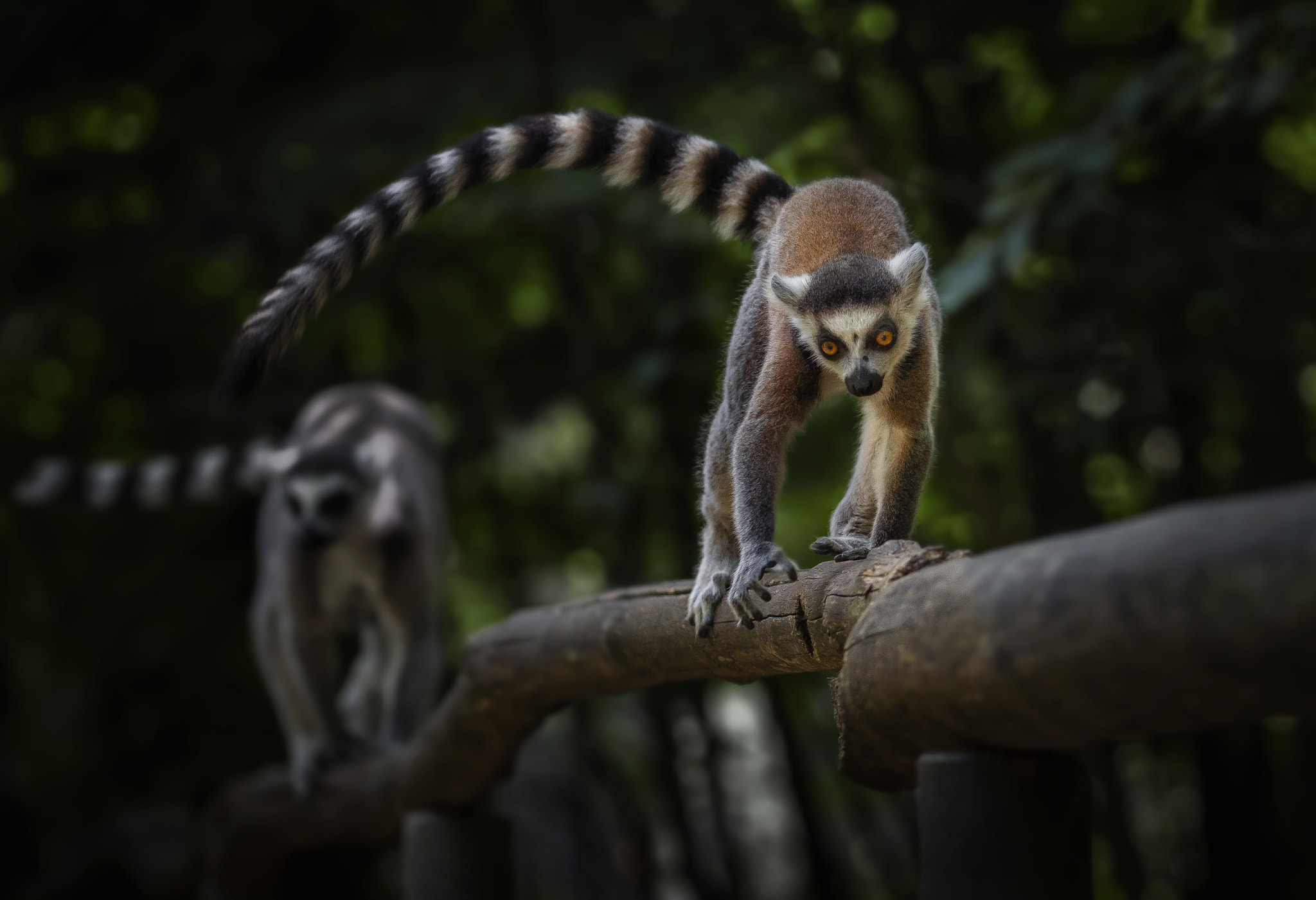 Nikon D5100 + Sigma 105mm F2.8 EX DG OS HSM sample photo. Ring-tailed lemur photography