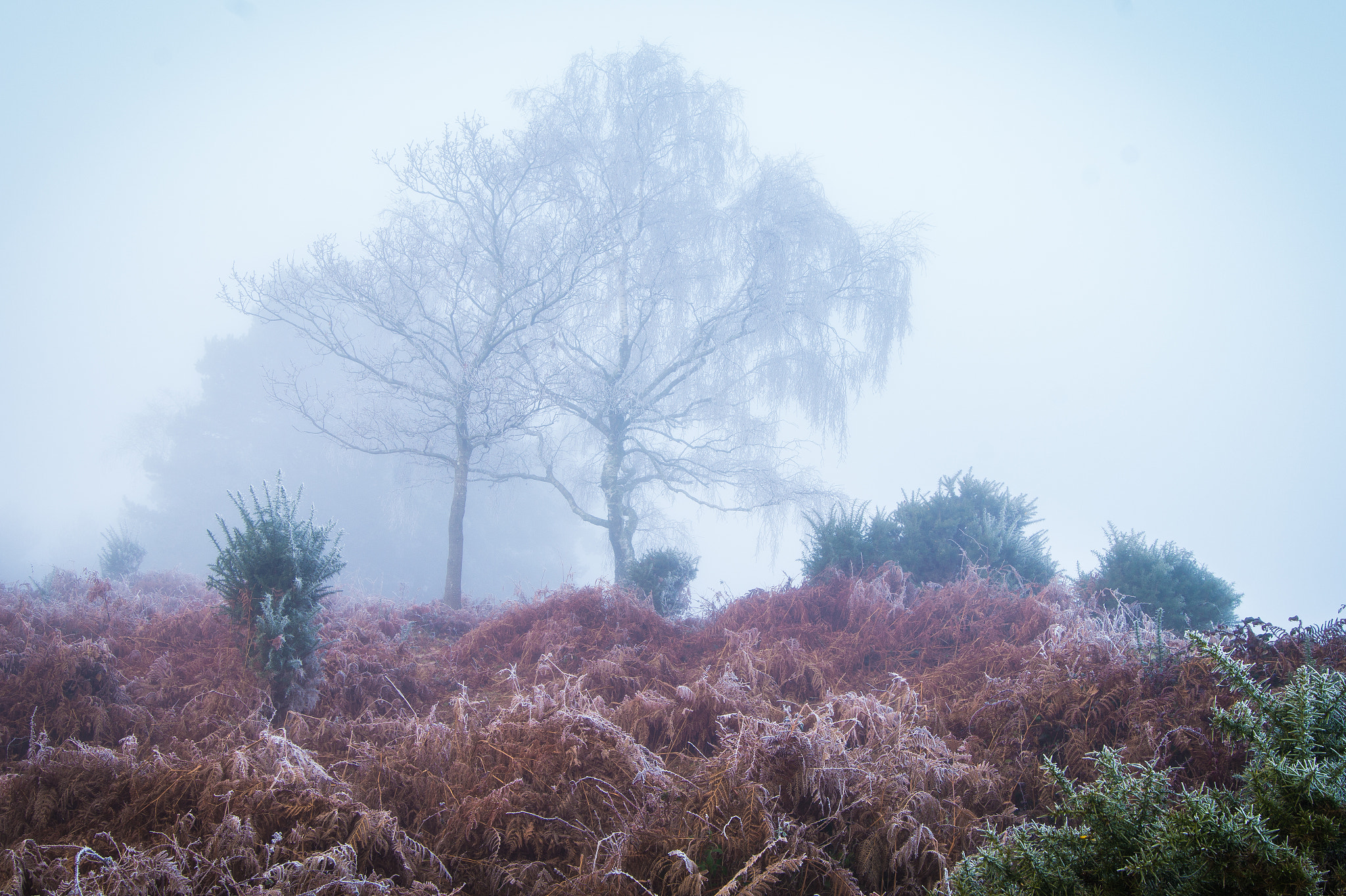 Sony Alpha QX1 sample photo. Foggy morning 1 photography