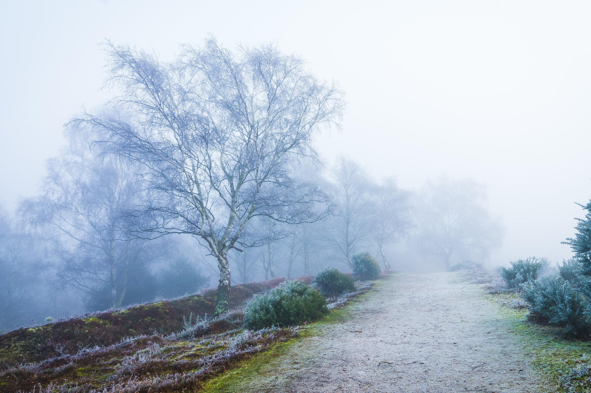 Sony Alpha QX1 + Sony DT 50mm F1.8 SAM sample photo. Foggy morning 2 photography