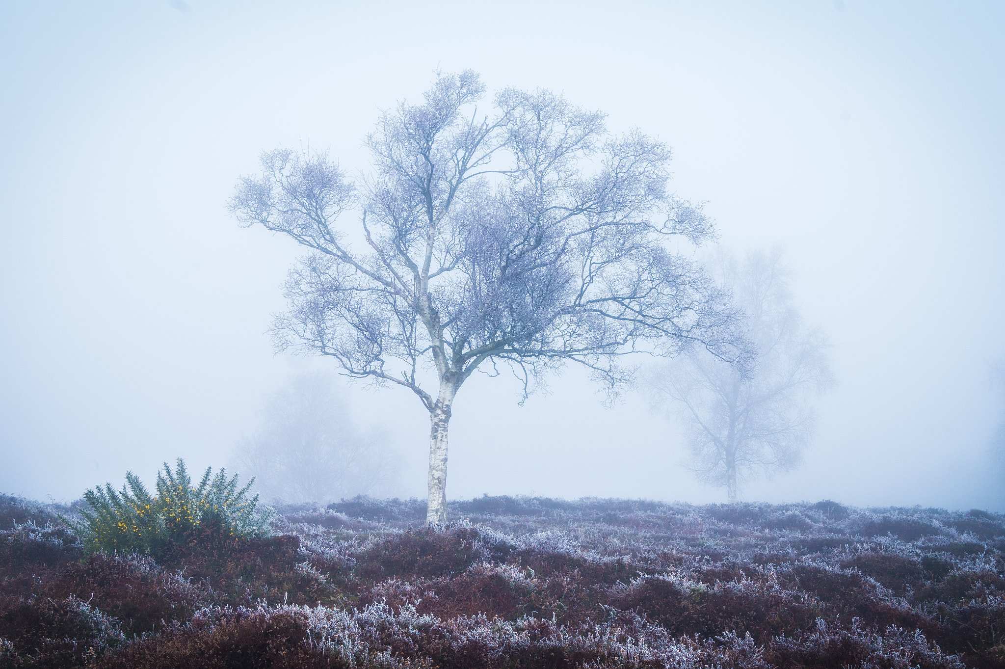 Sony Alpha QX1 sample photo. Foggy morning 4 photography