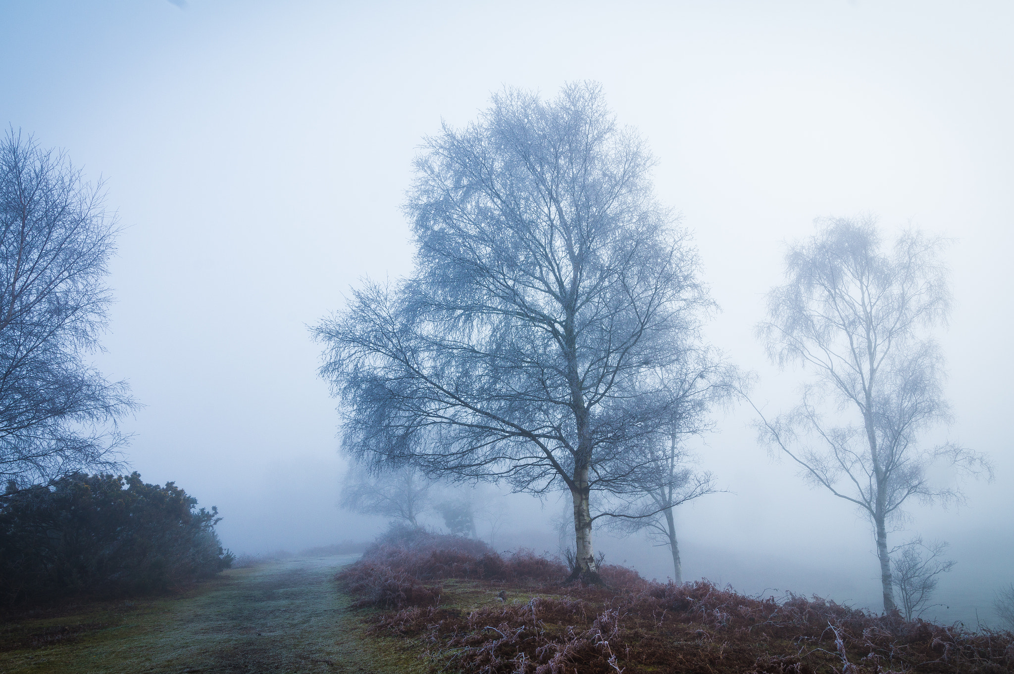 Sony Alpha QX1 sample photo. Foggy morning 3 photography