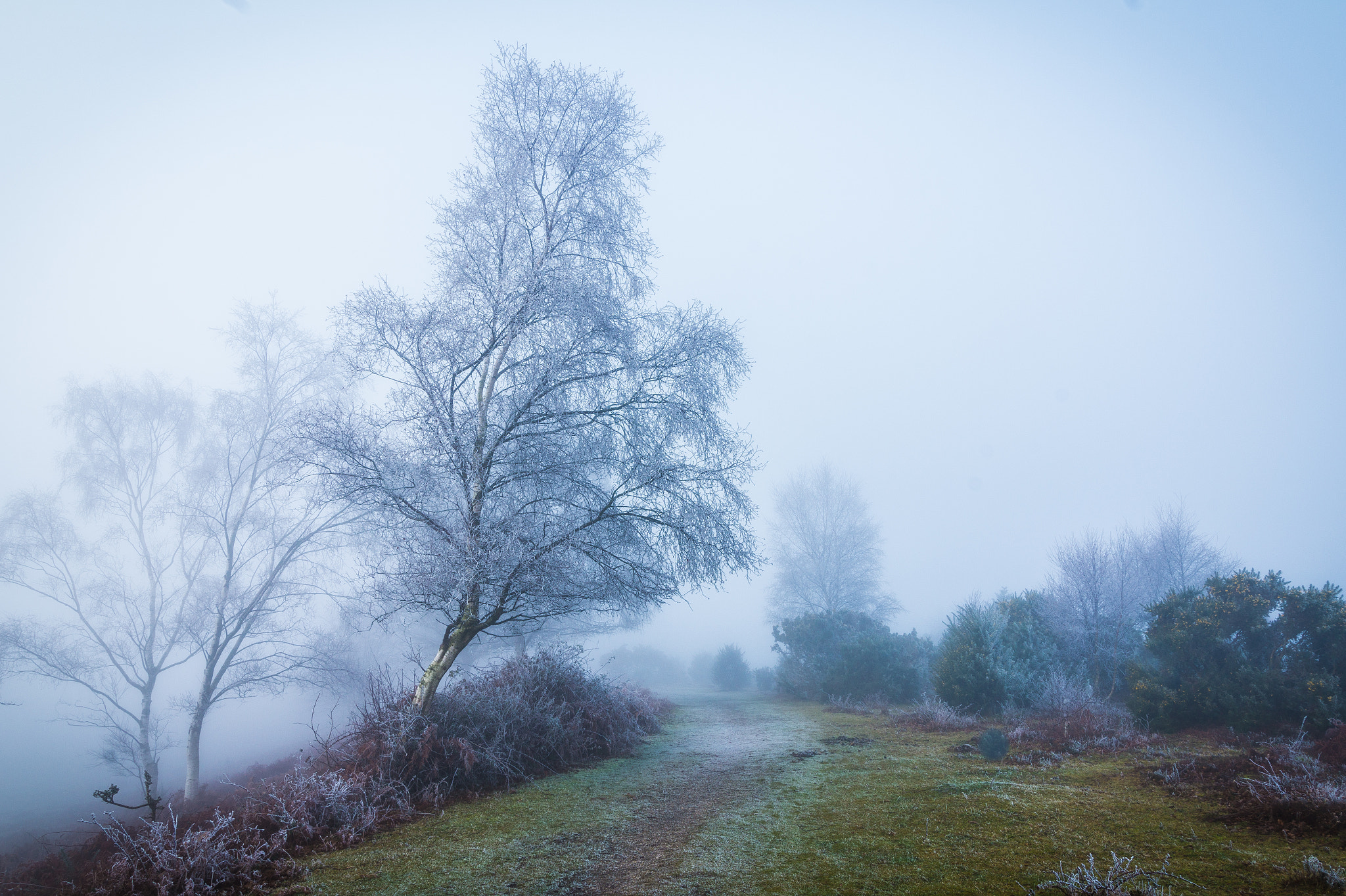 Sony Alpha QX1 + Sony DT 50mm F1.8 SAM sample photo. Foggy morning 5 photography