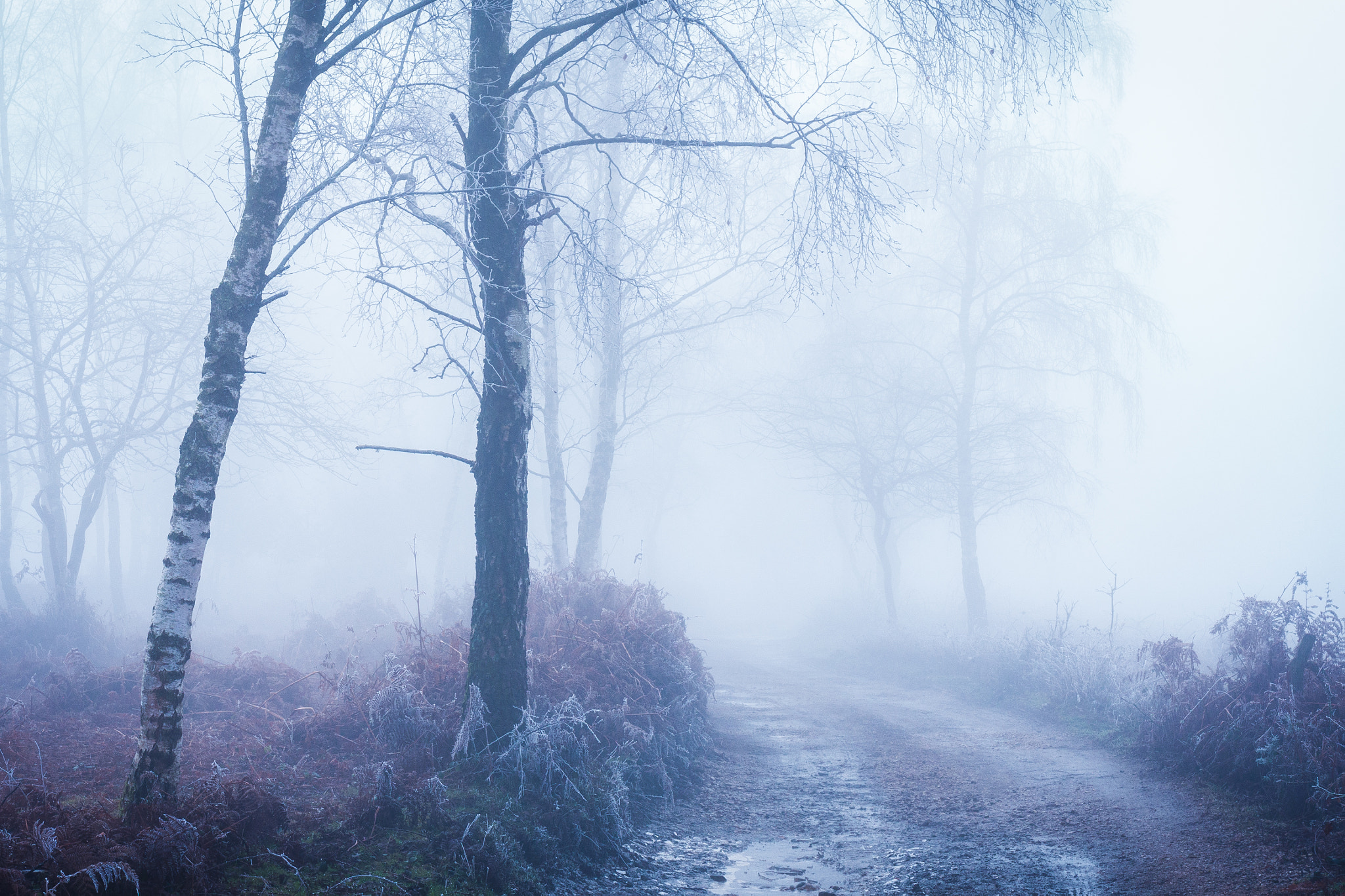 Panasonic Lumix DMC-GH3 sample photo. Foggy morning 8 photography