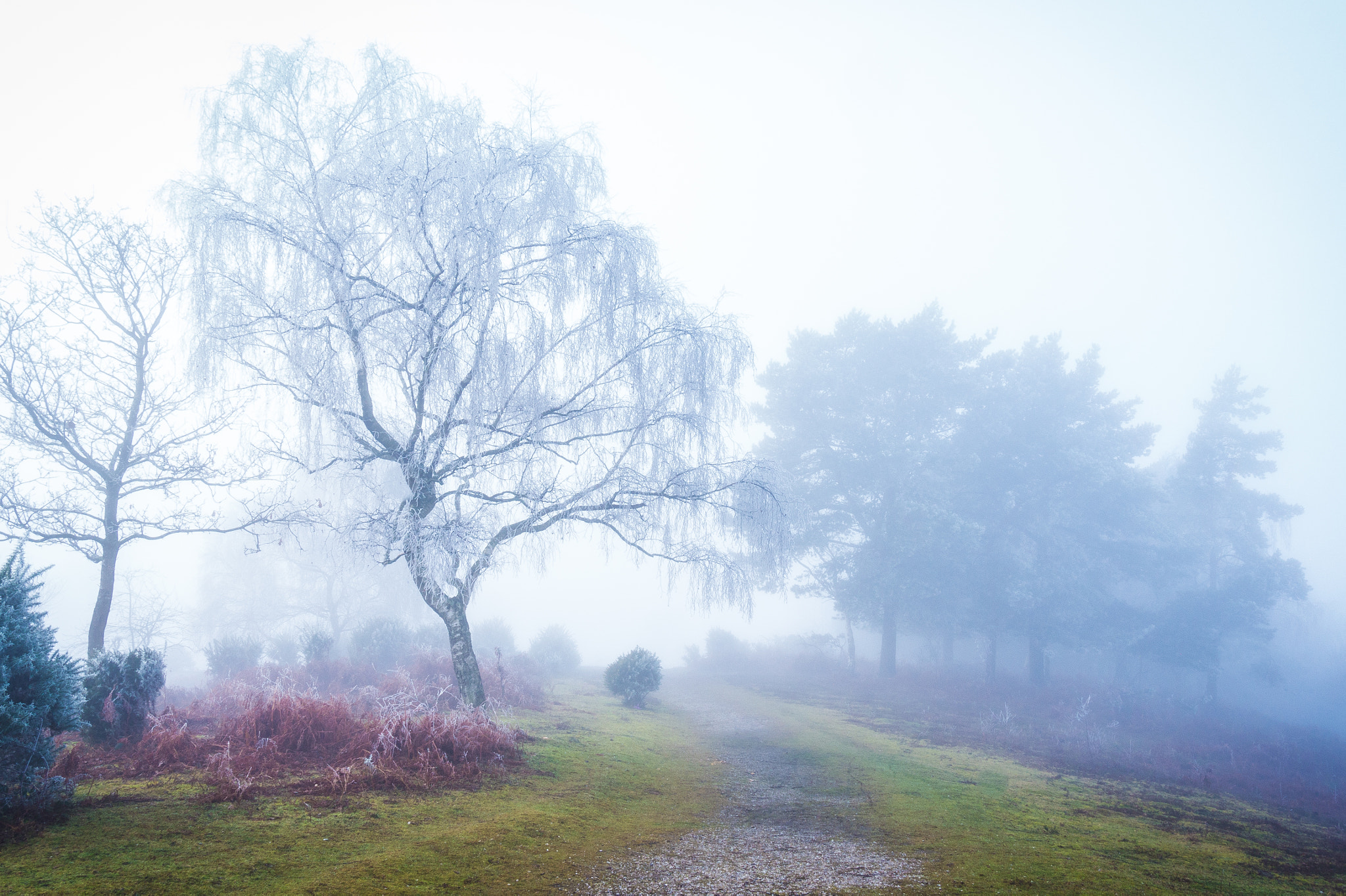 Panasonic Lumix DMC-GH3 sample photo. Foggy morning 8 photography