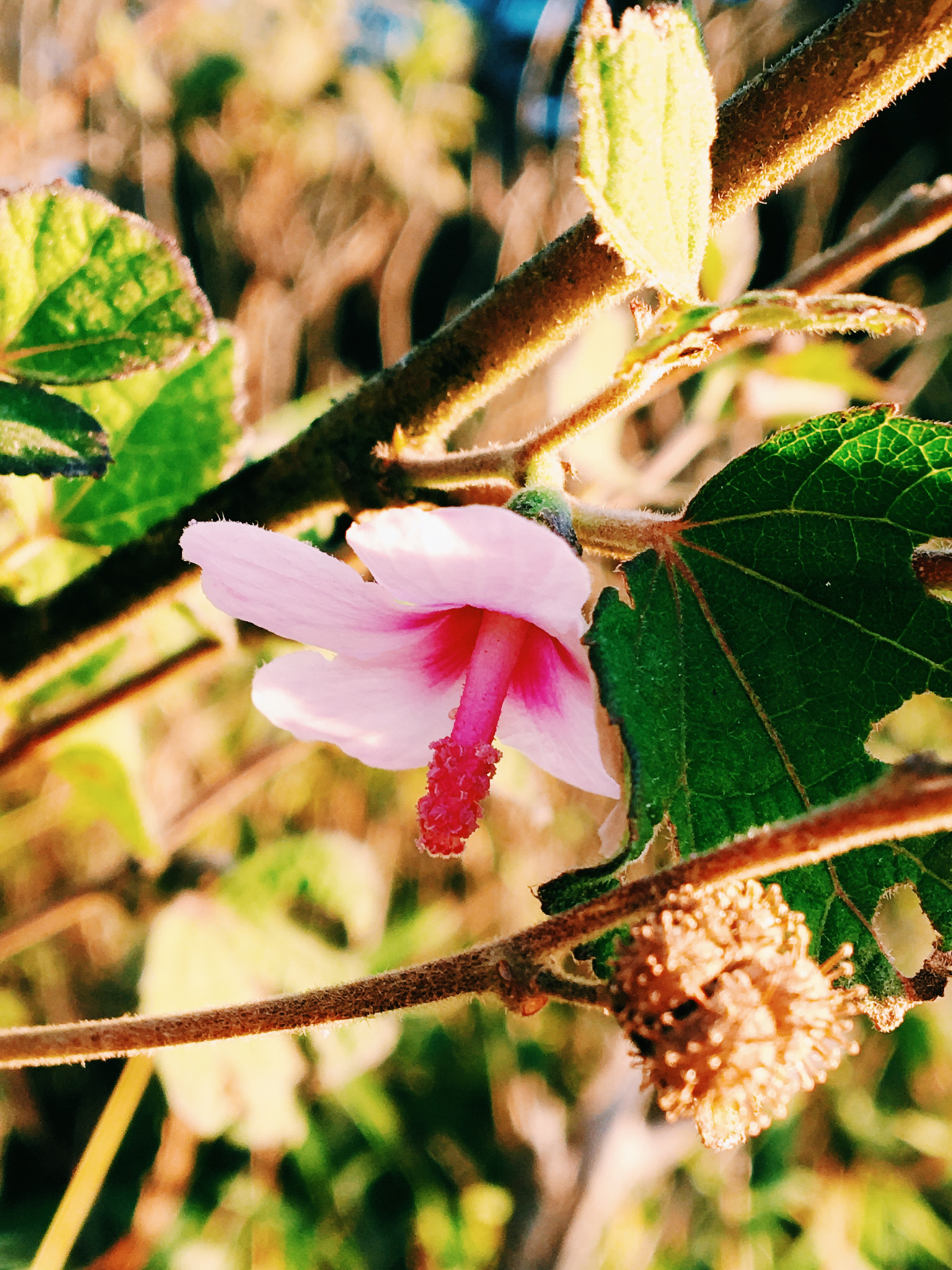 Apple iPhone8,1 sample photo. "there are always flowers for those who want to see them." photography
