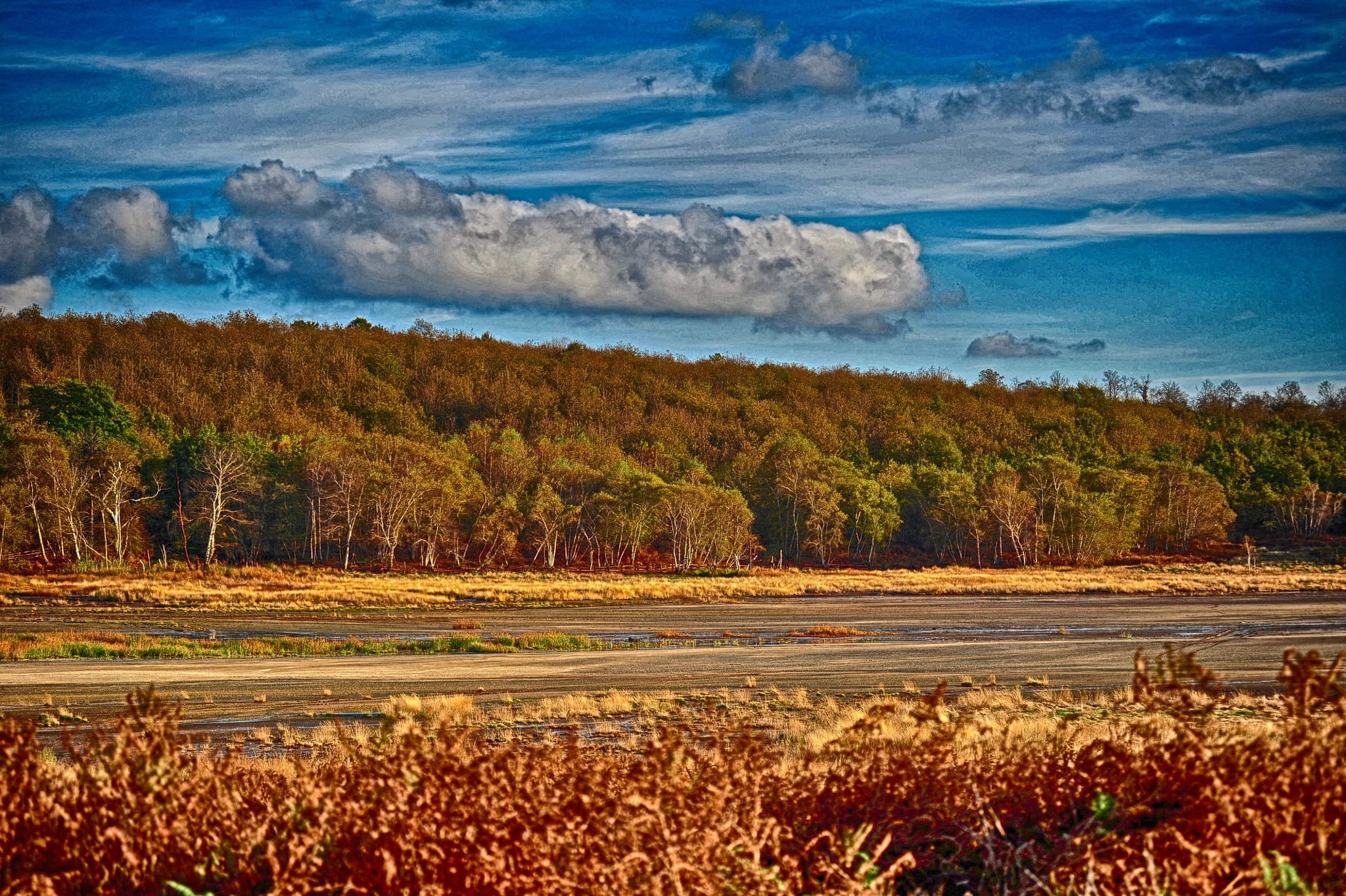 AF Zoom-Nikkor 80-200mm f/2.8 ED sample photo. Ferns in the foreground photography