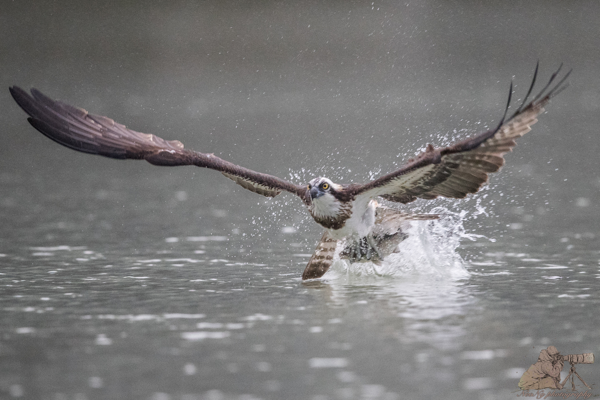 Canon EF 600mm F4L IS II USM sample photo. Neo photography