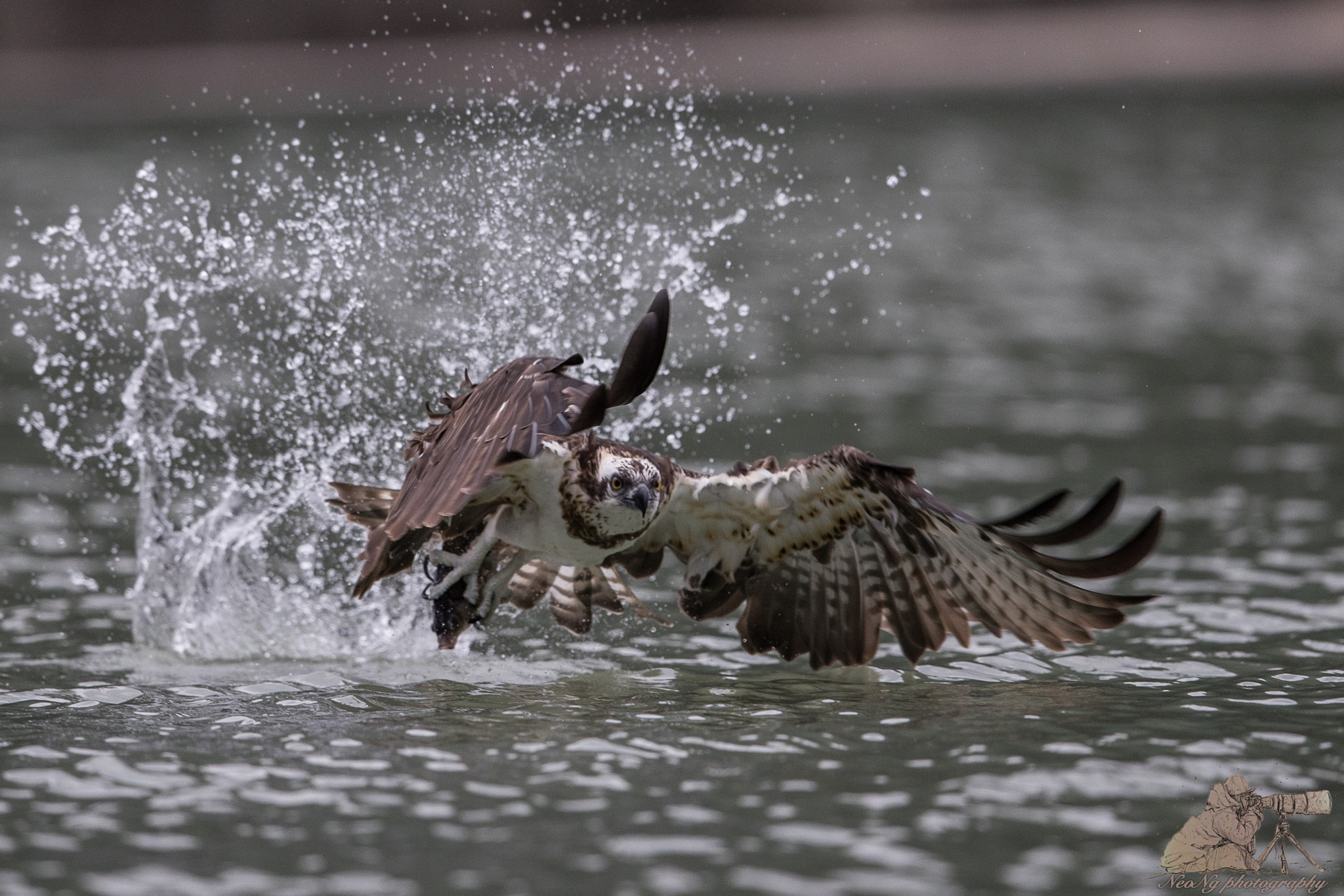 Canon EF 600mm F4L IS II USM sample photo. Neo photography