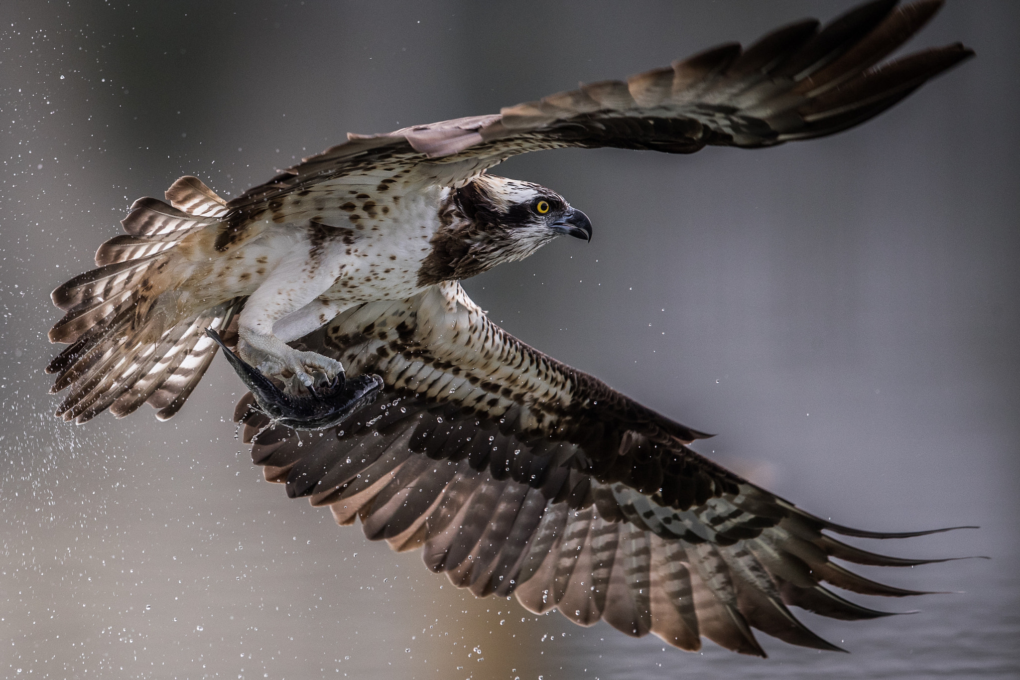 Canon EF 600mm F4L IS II USM sample photo. Neo photography