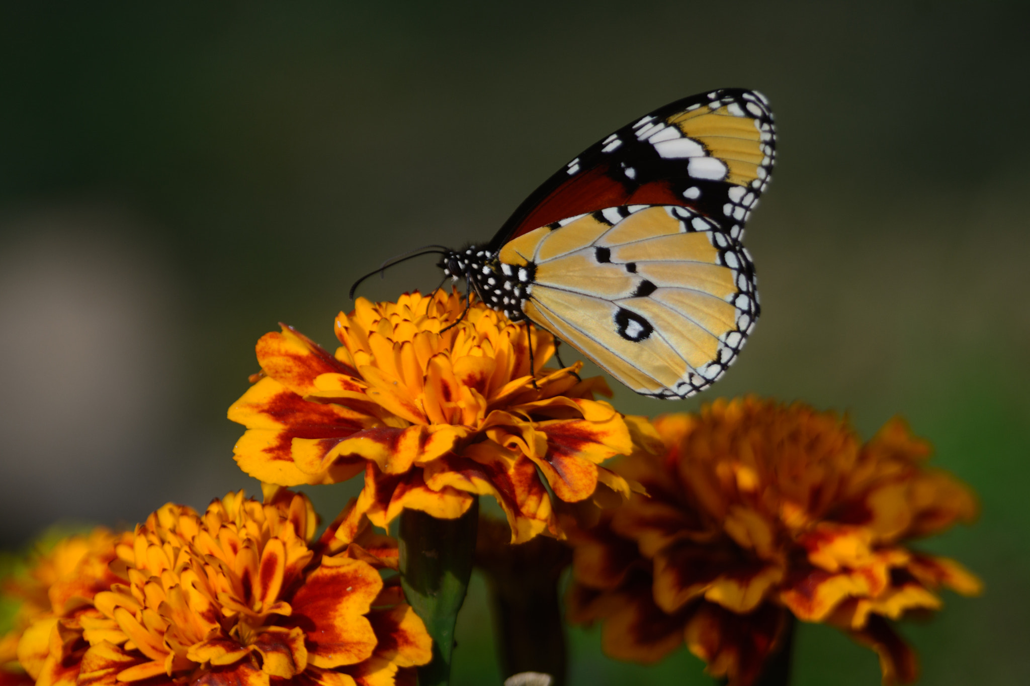 Nikon D7100 + Nikon AF-S Nikkor 300mm F4D ED-IF sample photo. Butterfly photography