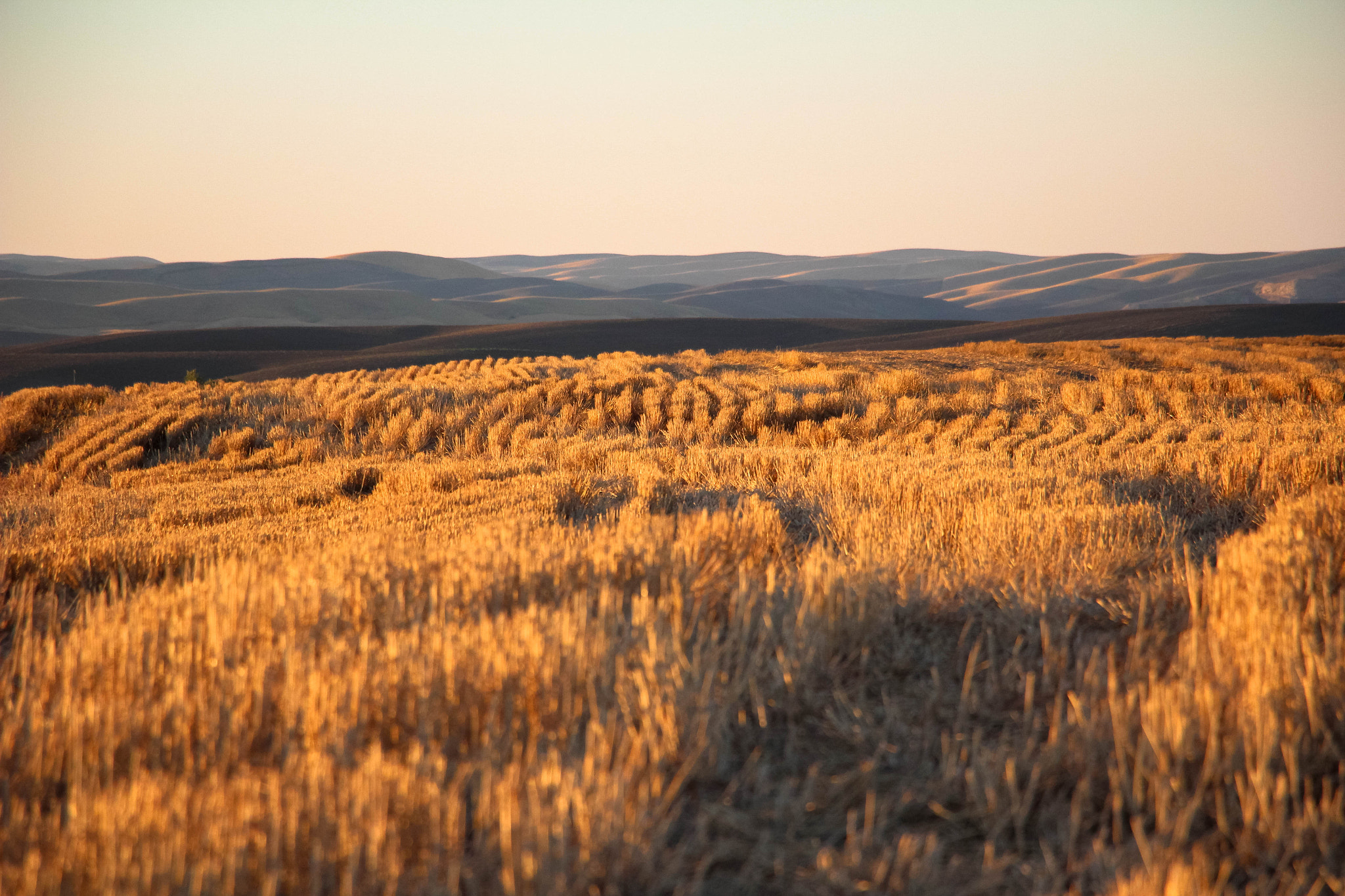Canon EOS 600D (Rebel EOS T3i / EOS Kiss X5) sample photo. Wheat fields in walla walla wa photography