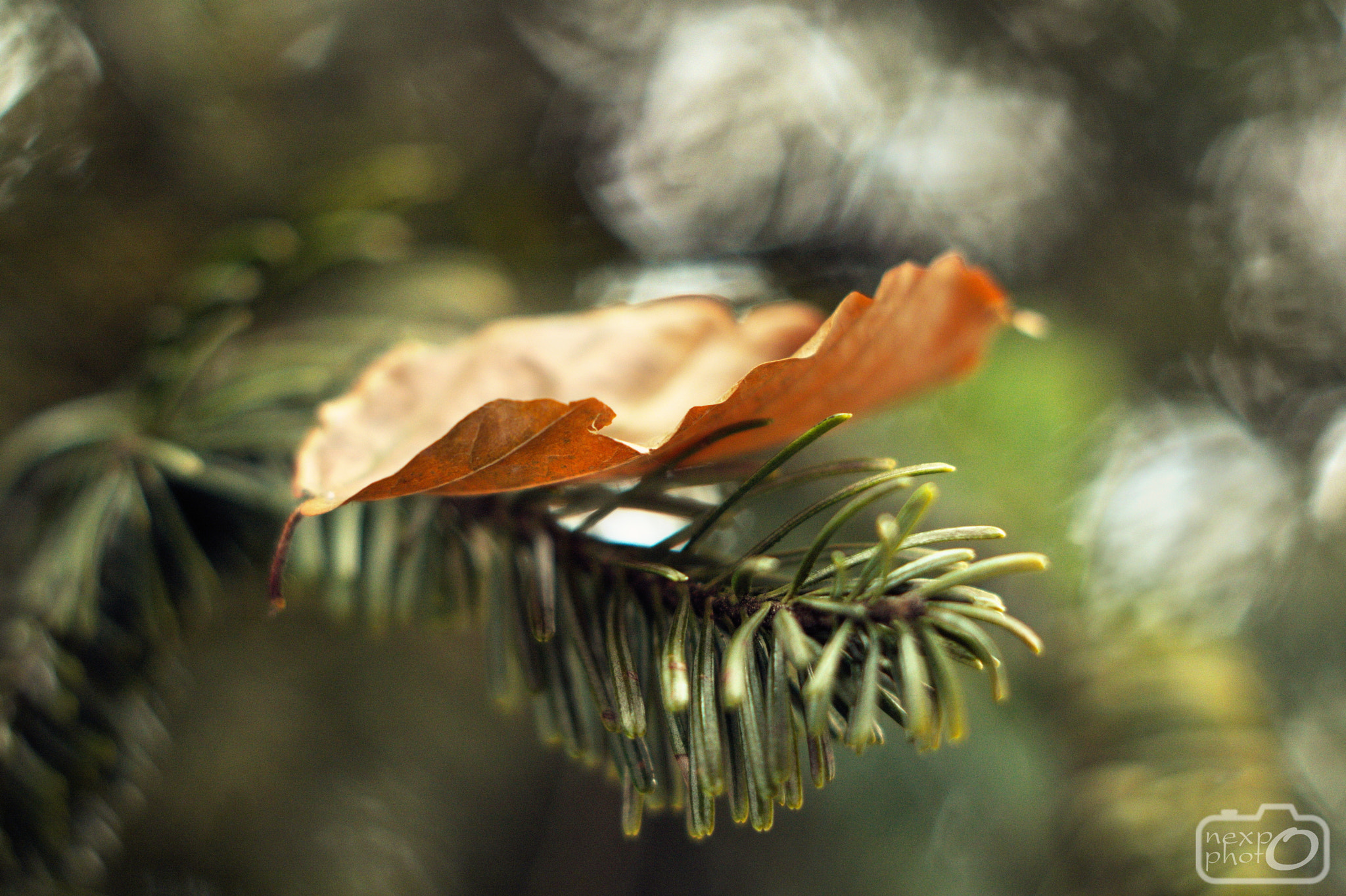 Manual Lens No CPU sample photo. In painted forest photography