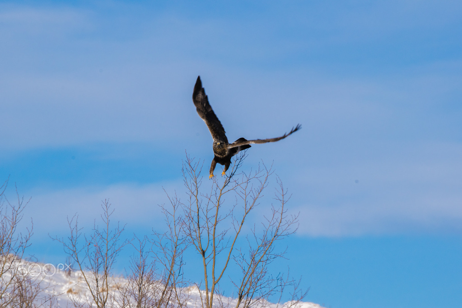 Nikon AF-S Nikkor 200-500mm F5.6E ED VR sample photo. Dsc photography