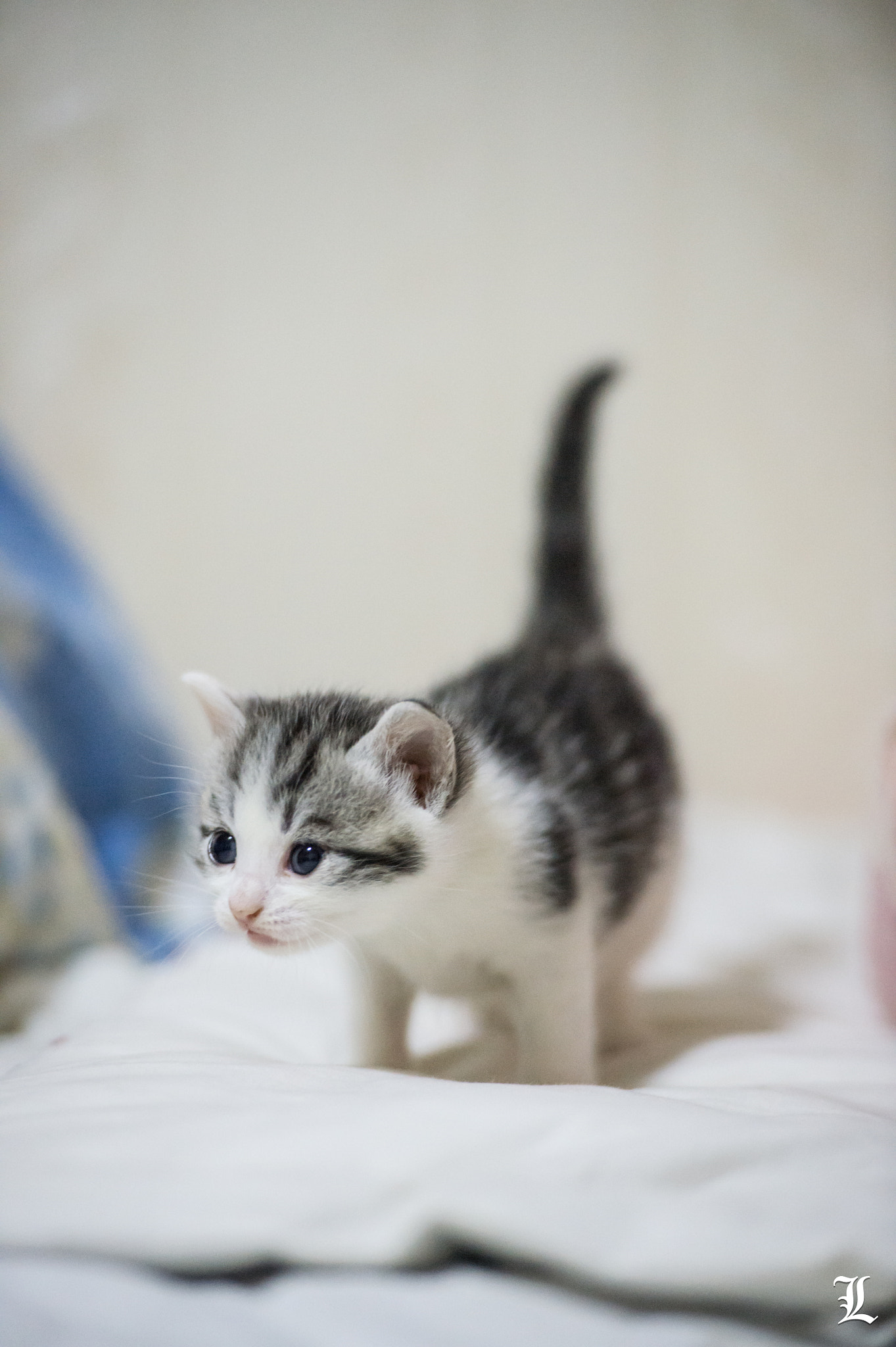 Nikon Df sample photo. Kitty photography