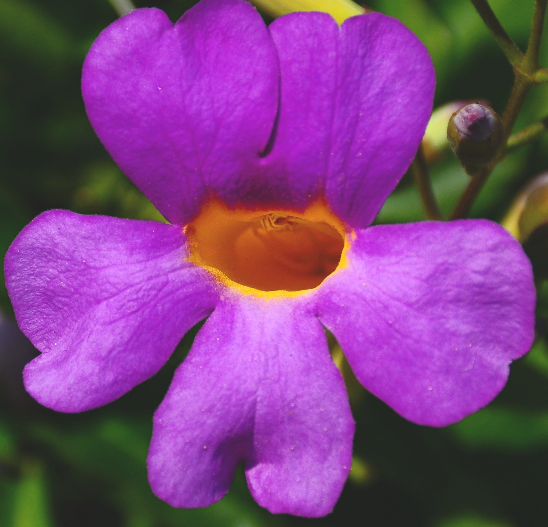 Nikon D90 + Nikon AF-S DX Nikkor 18-140mm F3.5-5.6G ED VR sample photo. Nice violet flower four photography