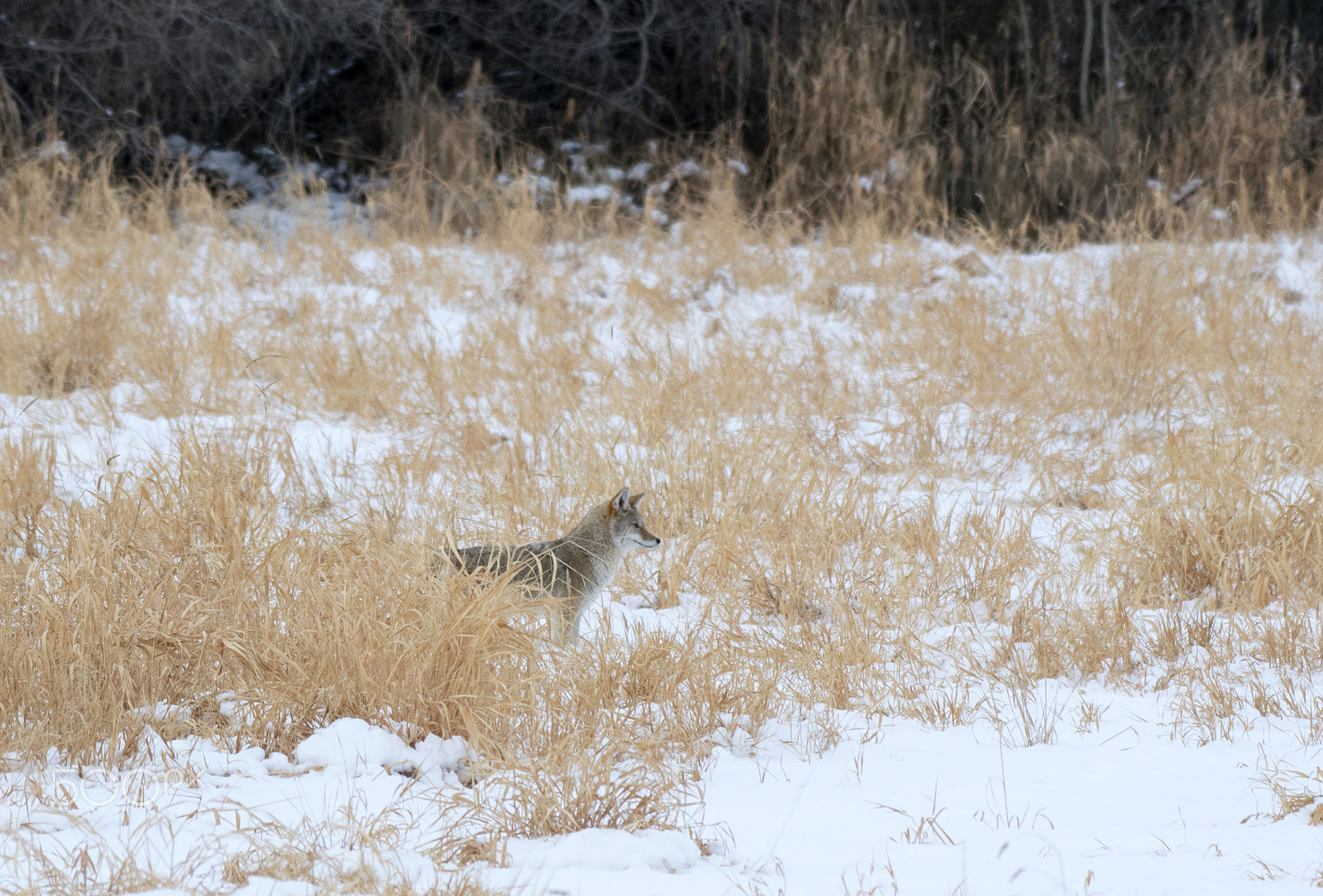 Nikon AF-S Nikkor 200-500mm F5.6E ED VR sample photo. Winter coyote photography