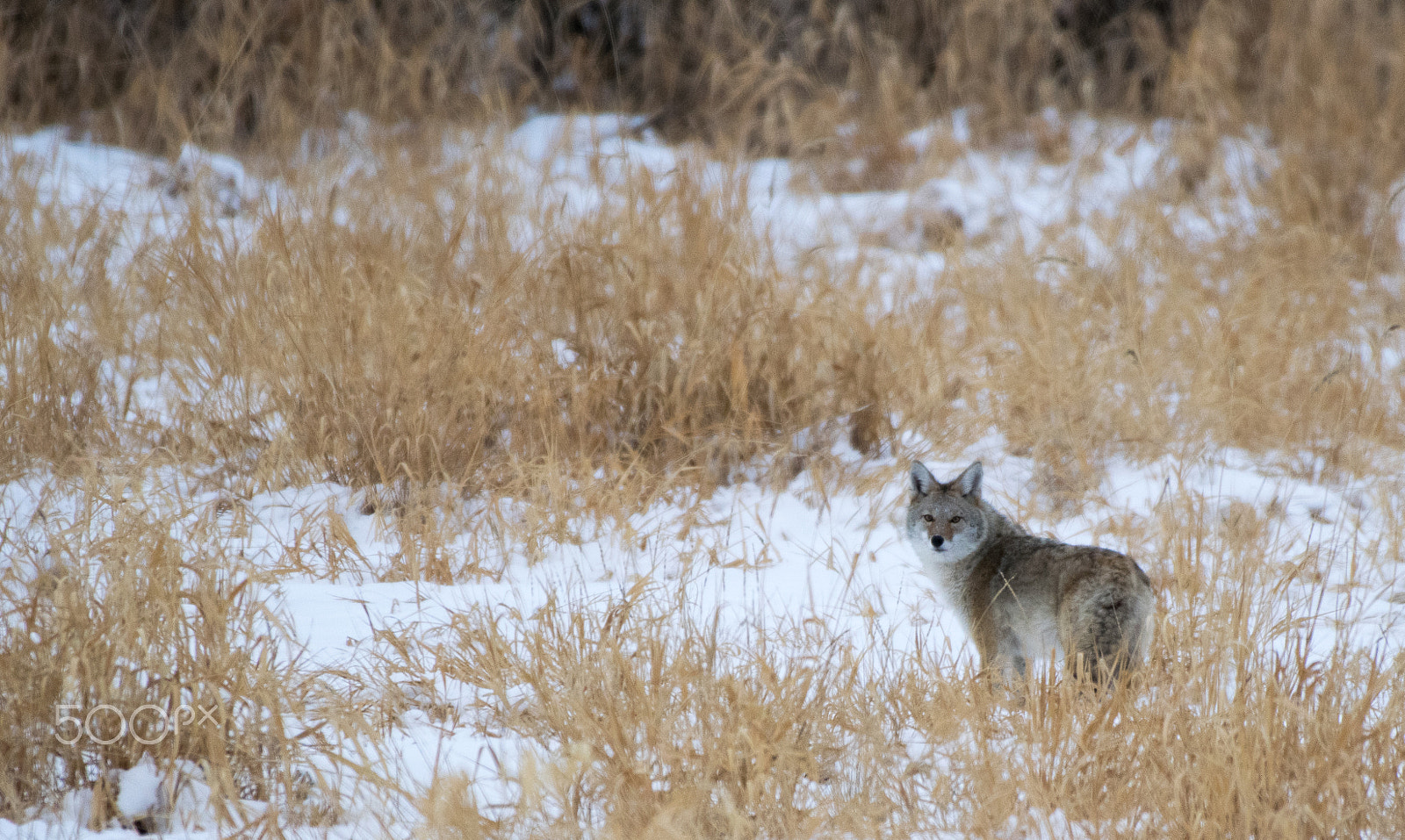 Nikon AF-S Nikkor 200-500mm F5.6E ED VR sample photo. Winter coyote photography