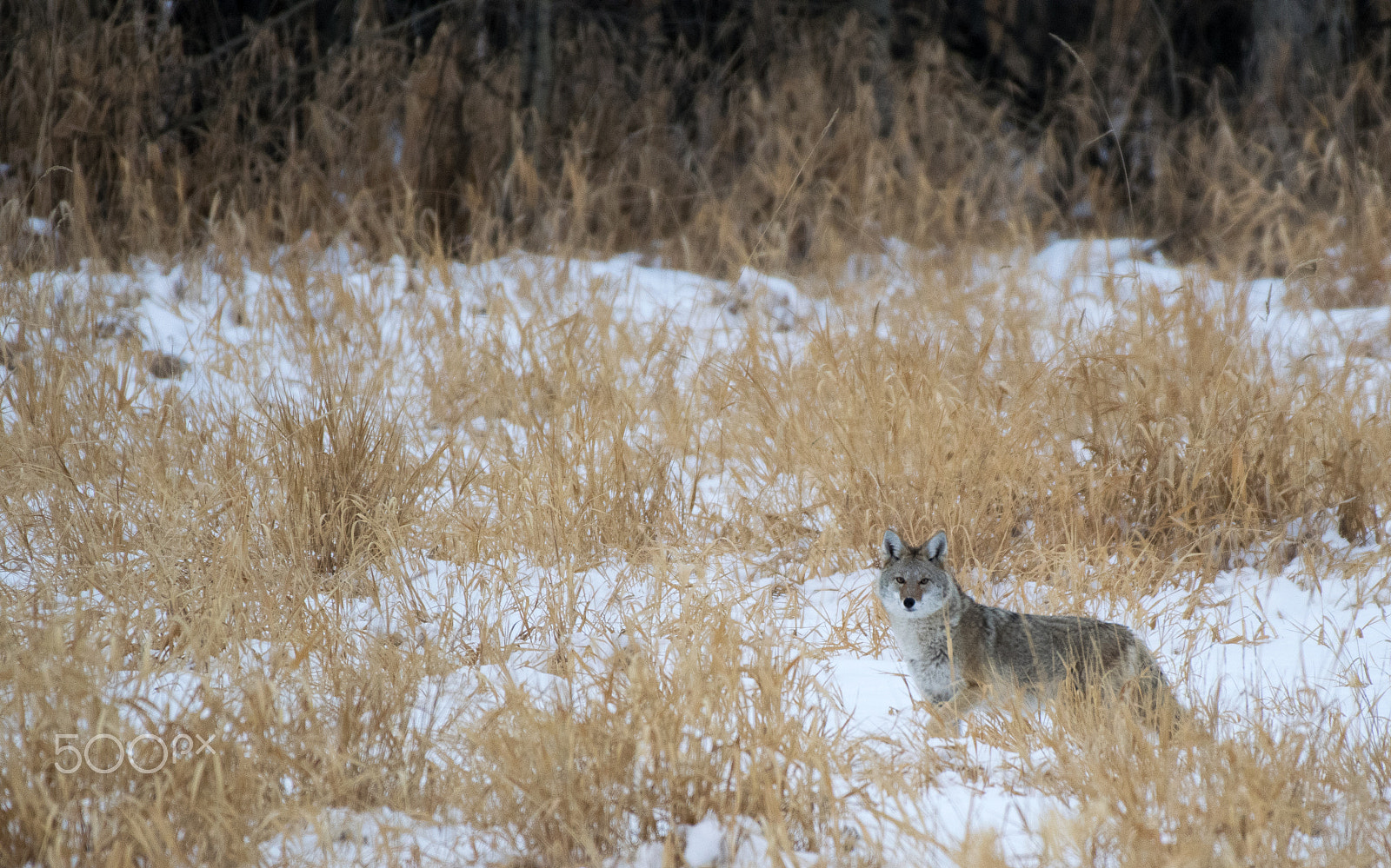 Nikon AF-S Nikkor 200-500mm F5.6E ED VR sample photo. Winter coyote photography