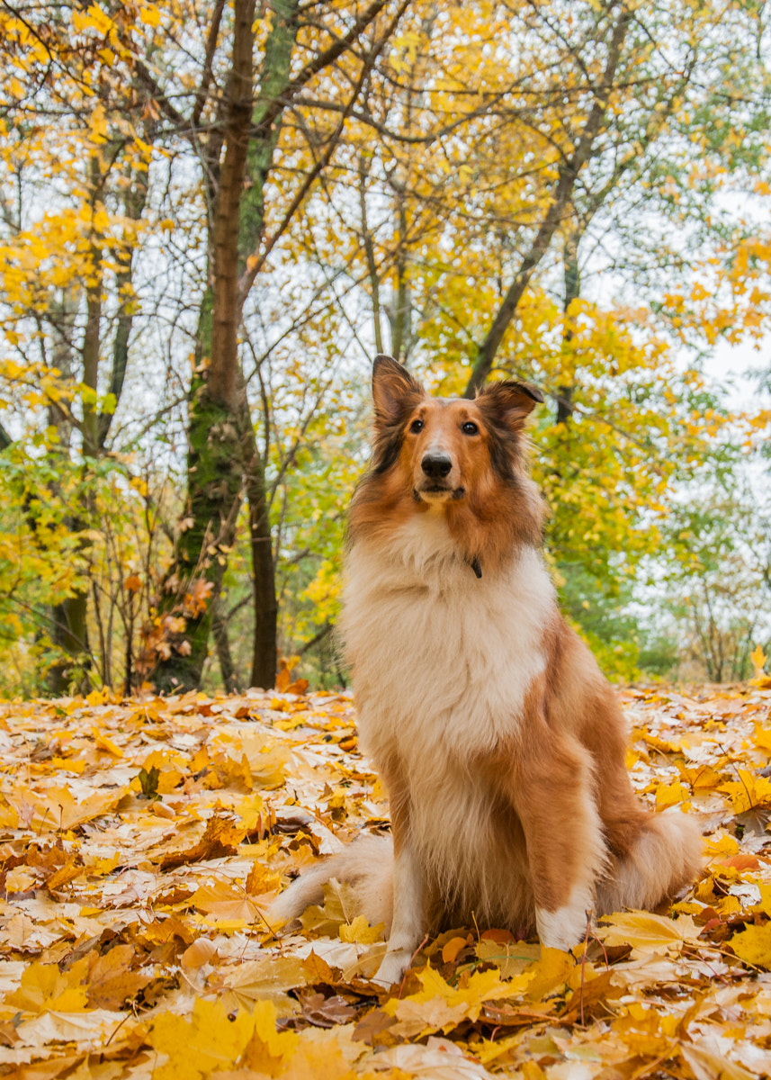 Nikon D300 sample photo. Golden collie photography
