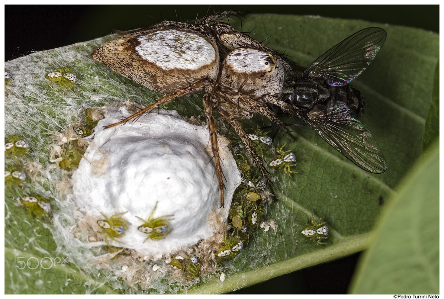 Canon EF 100mm F2.8L Macro IS USM sample photo. Mom serving dinner - jumping spider photography