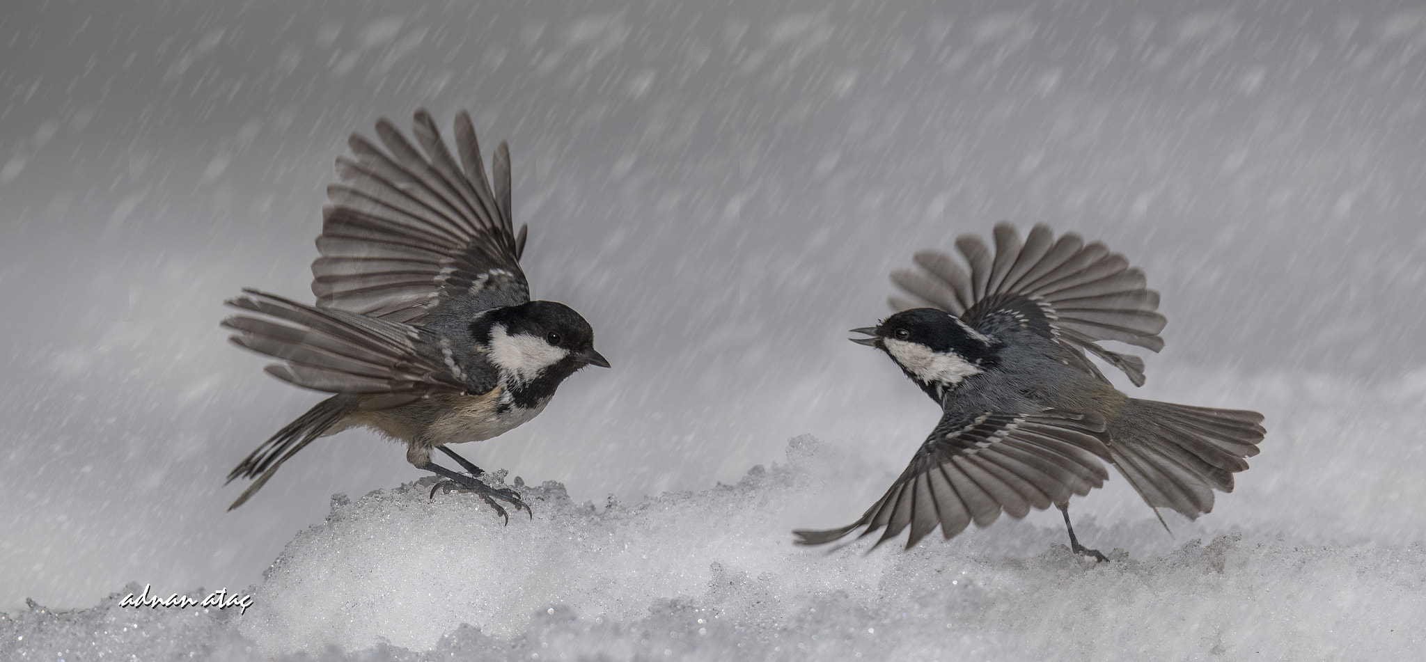 Sigma 150-600mm F5-6.3 DG OS HSM | S sample photo. Çam baştankarası - periparus ater - coal tit photography