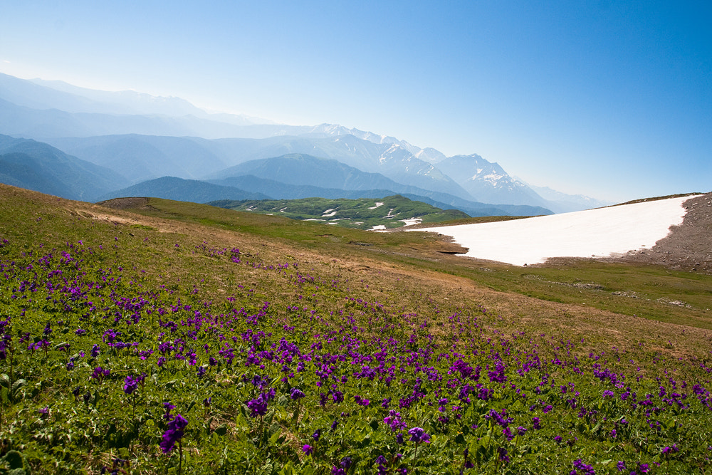 Tamron SP AF 17-50mm F2.8 XR Di II LD Aspherical (IF) sample photo. Mountain flowers photography