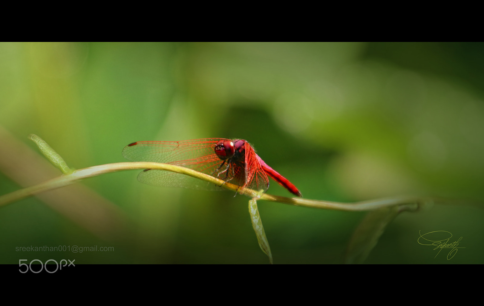 Canon EOS 80D + Canon TS-E 90mm F2.8 Tilt-Shift sample photo. Dragonfly photography