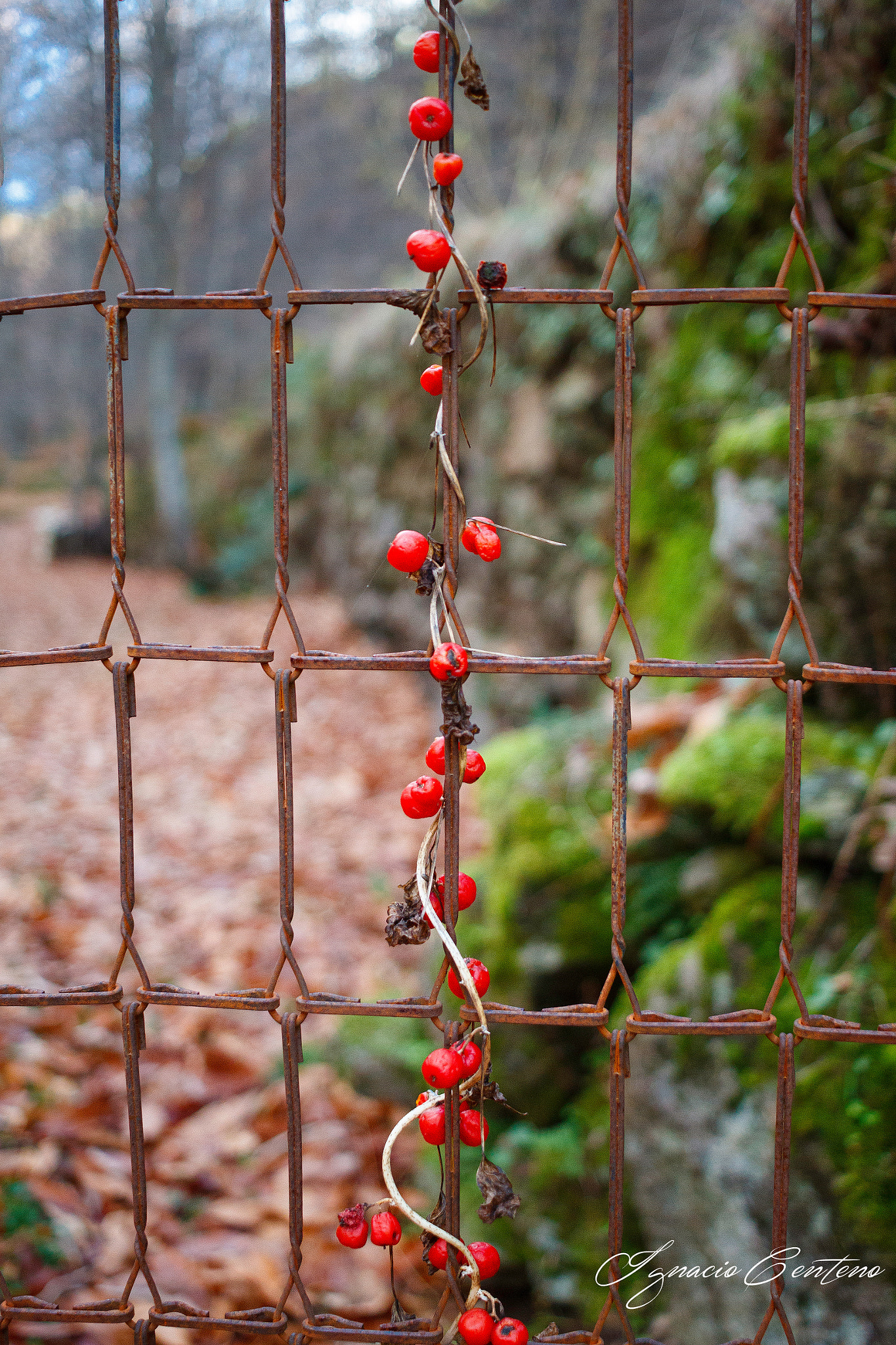 Canon EF-S 24mm F2.8 STM sample photo. Enredado photography