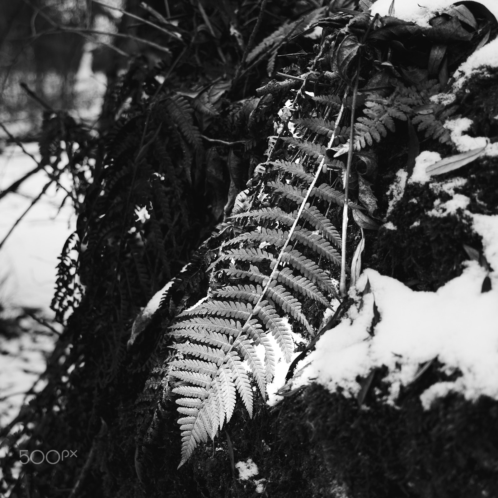 Canon EF-S 24mm F2.8 STM sample photo. Fern photography