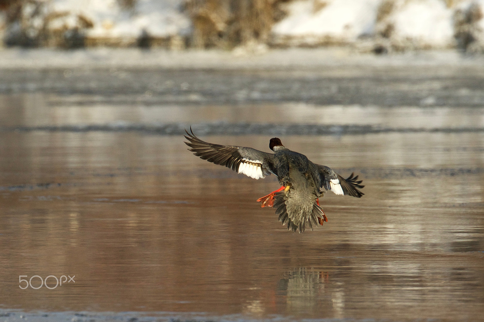 Canon EOS 7D Mark II + Canon EF 200-400mm F4L IS USM Extender 1.4x sample photo. Landing photography