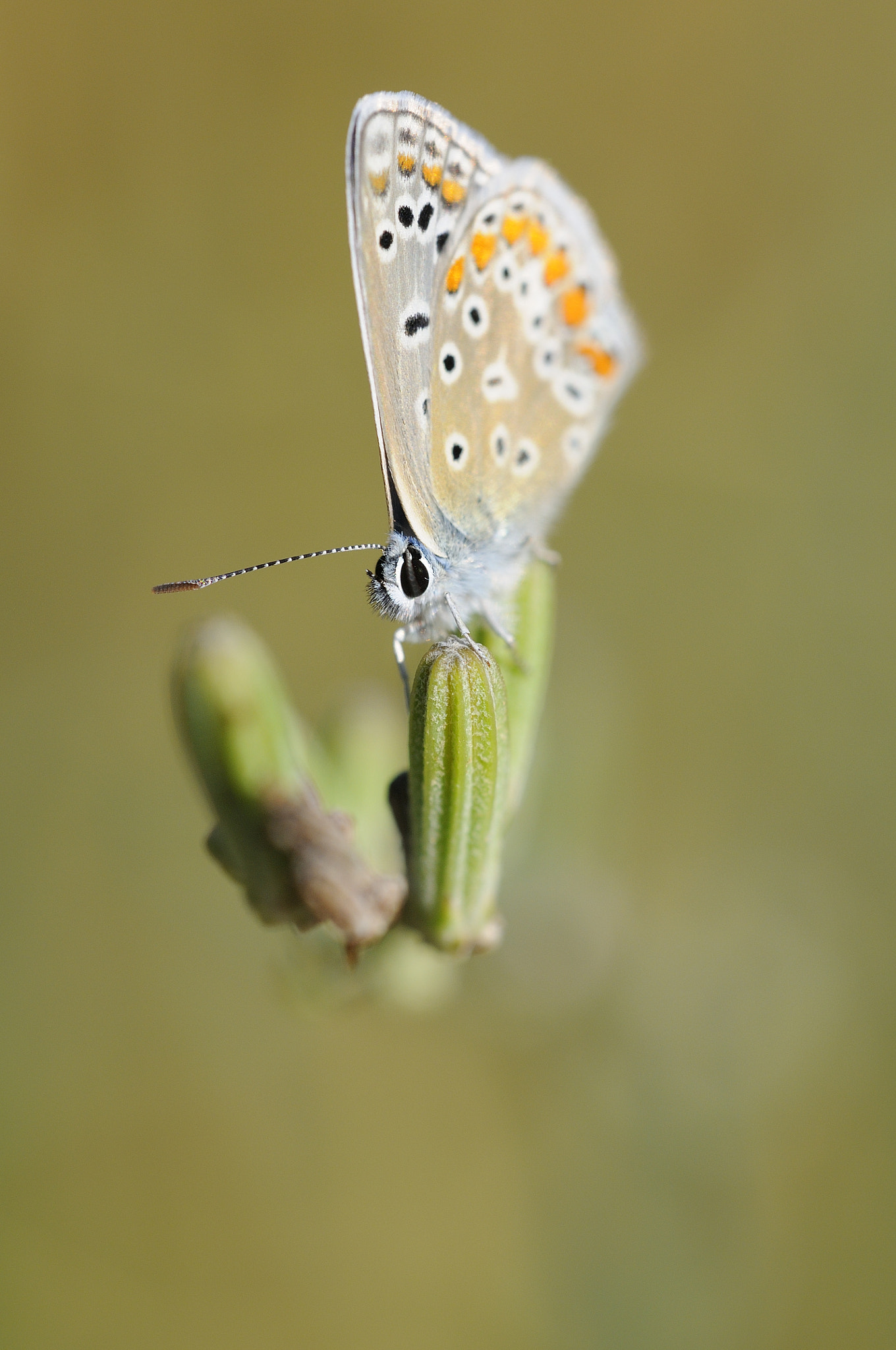 Sigma APO Macro 180mm F3.5 EX DG HSM sample photo. Aricia cramera photography