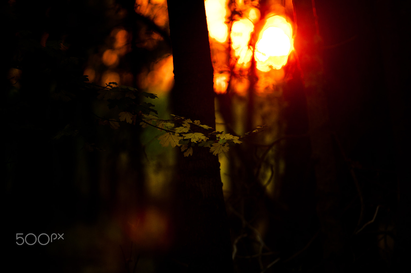 Nikon D5000 sample photo. Forest photography