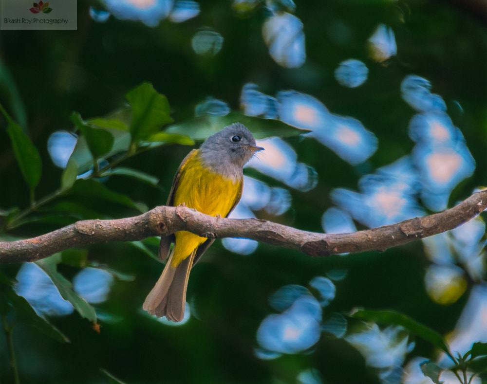Nikon D5500 sample photo