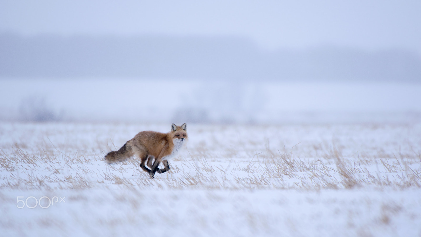 Nikon AF-S Nikkor 200-500mm F5.6E ED VR sample photo. Red fox photography