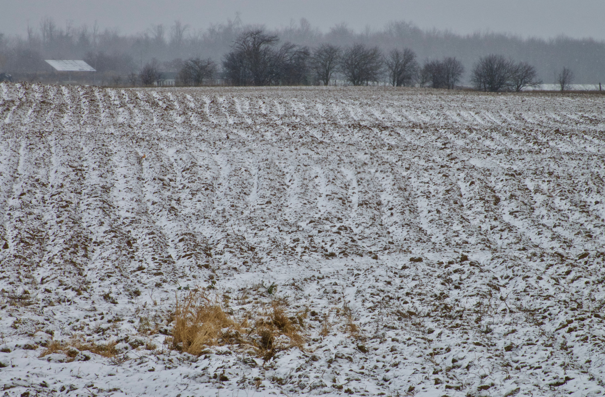 Sony 24-600mm F2.4-4.0 sample photo. Early winter field photography