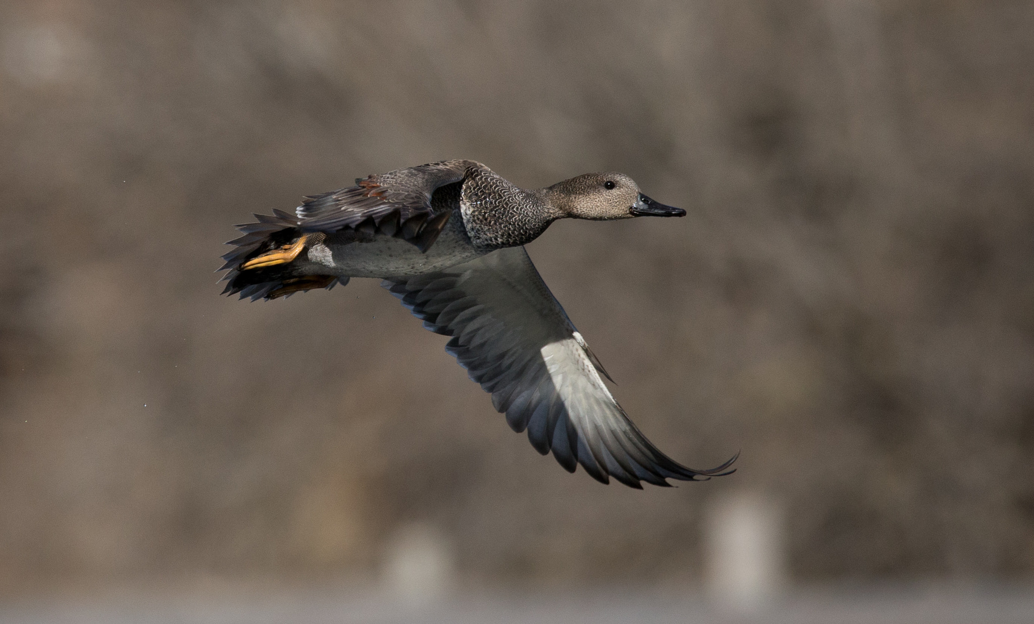 150-600mm F5-6.3 DG OS HSM | Contemporary 015 sample photo. Wing flare photography