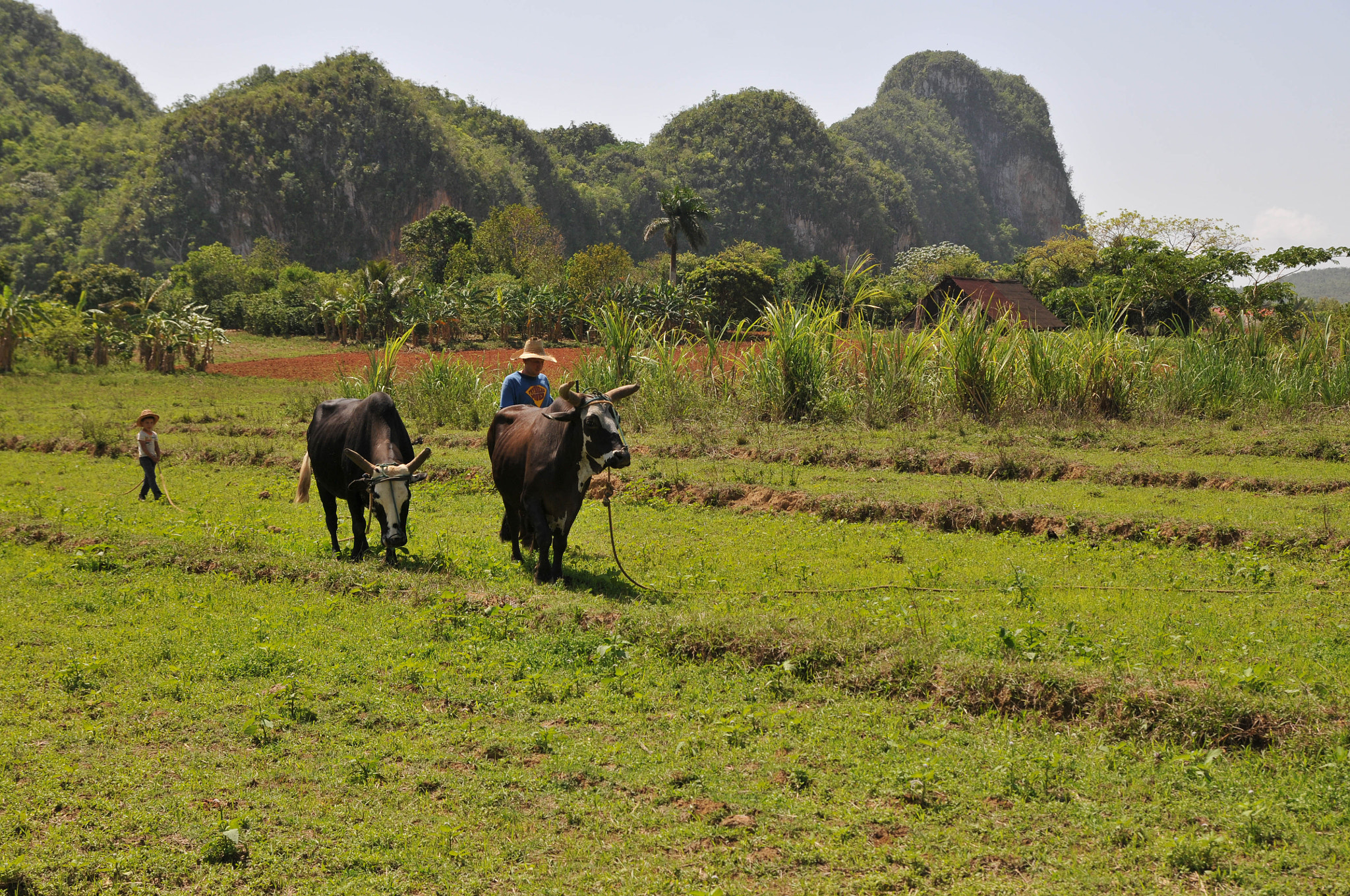 Nikon D300S sample photo. Father & son & cows photography
