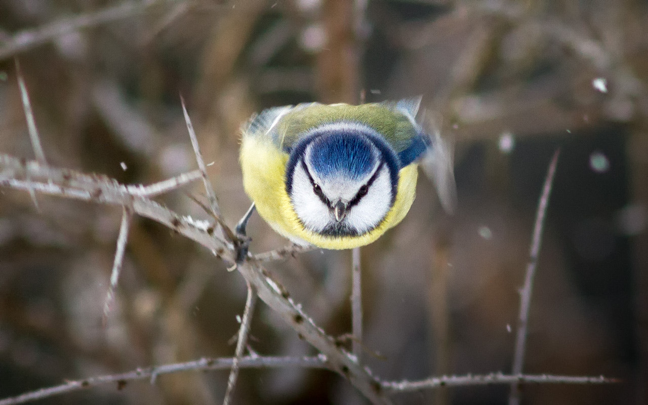 Canon EOS 7D + Canon EF 300mm F4L IS USM sample photo. Иду на таран photography