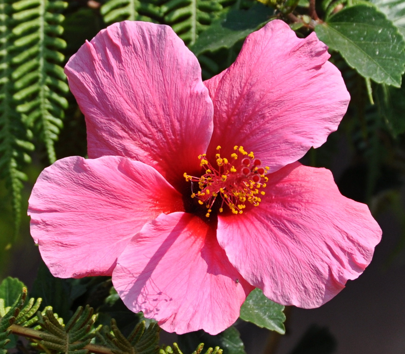 Nikon D90 + Nikon AF-S DX Nikkor 18-140mm F3.5-5.6G ED VR sample photo. Light pink hibiscus flower photography