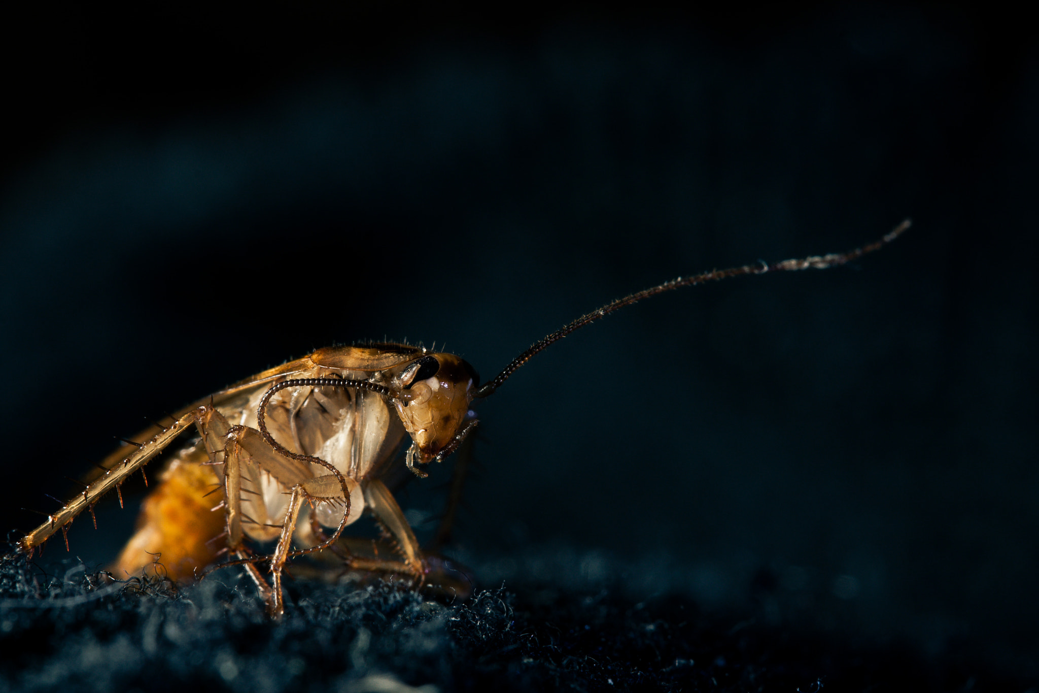 Canon EF-S 60mm F2.8 Macro USM sample photo. Homemade cockroach photography