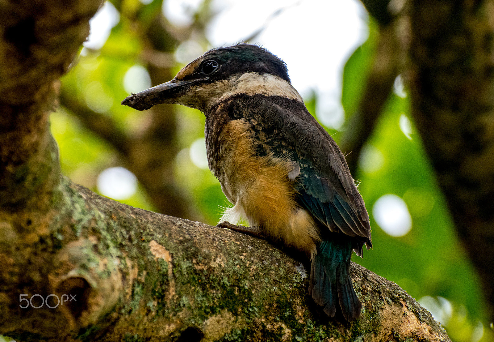 Nikon D5500 sample photo. Baby kingfisher photography