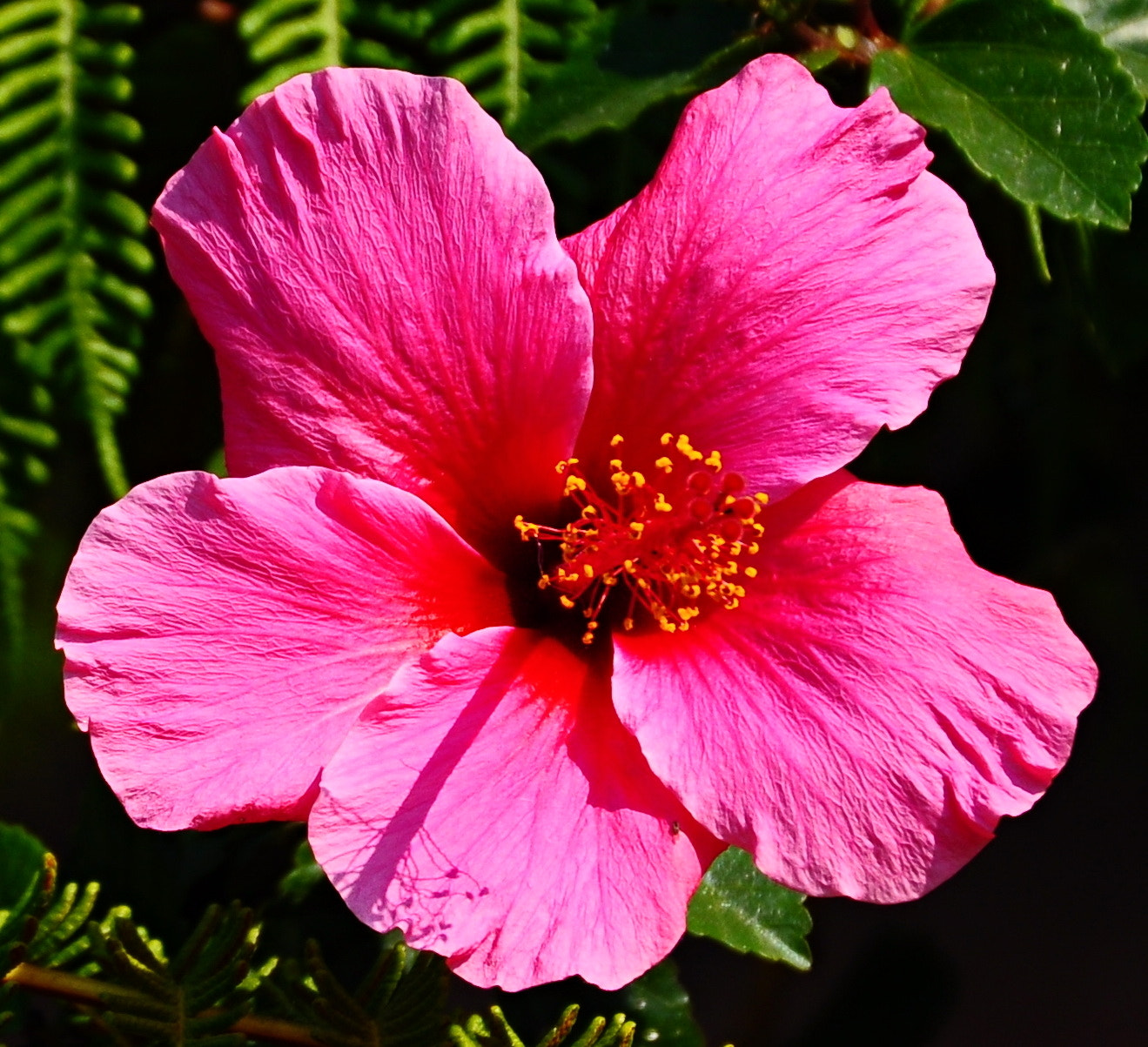 Nikon D90 + Nikon AF-S DX Nikkor 18-140mm F3.5-5.6G ED VR sample photo. Nice medium tone pink hibiscus flower photography
