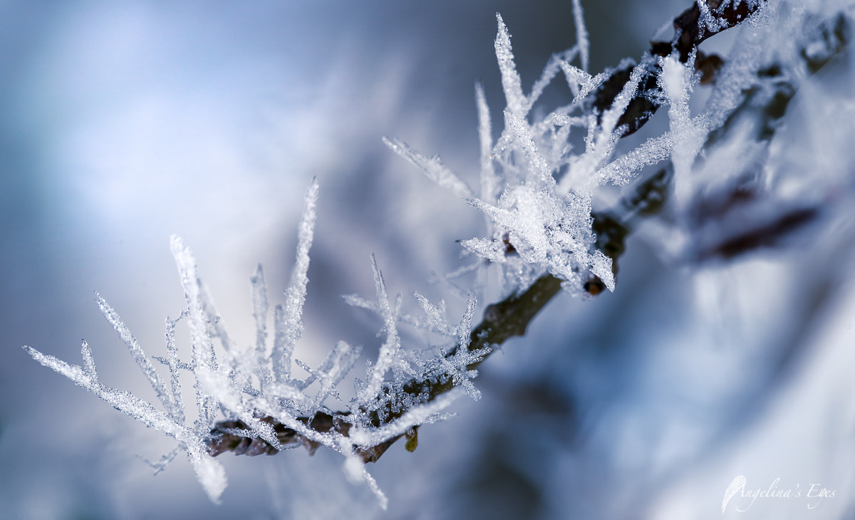 100mm F2.8 G SSM OSS sample photo. Ice ice baby photography