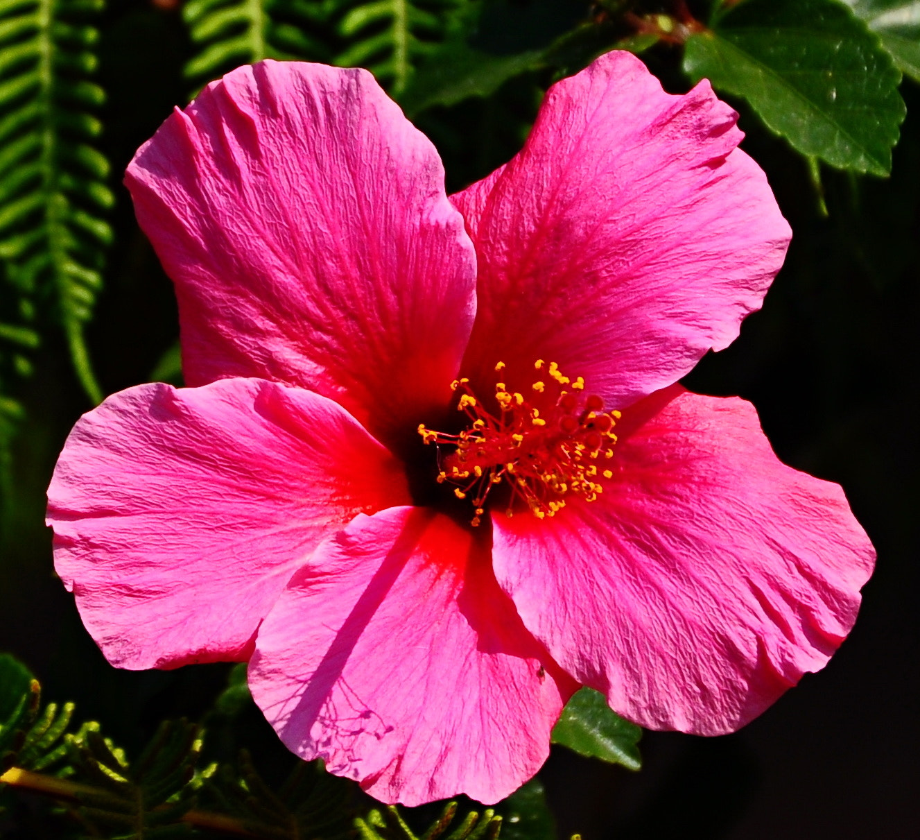 Nikon D90 + Nikon AF-S DX Nikkor 18-140mm F3.5-5.6G ED VR sample photo. Deep rich pink hibiscus flower in garden photography