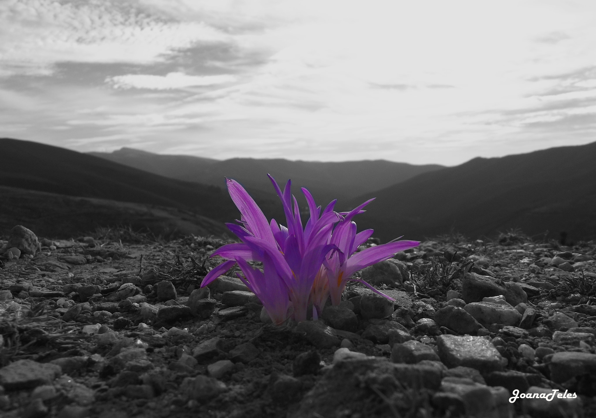 Fujifilm FinePix S2960 sample photo. Purple flower photography